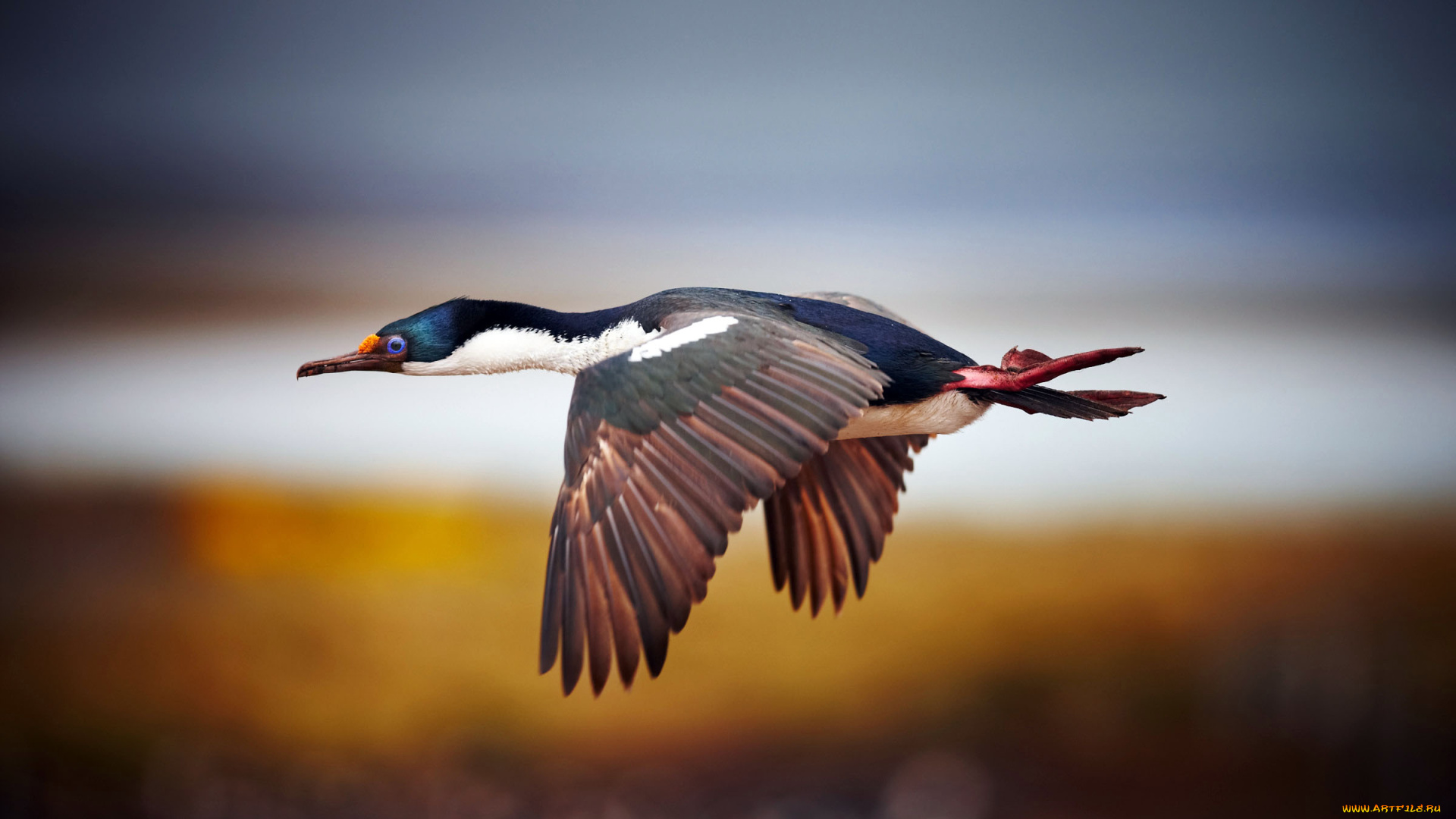 животные, Чайки, бакланы, крачки, layer