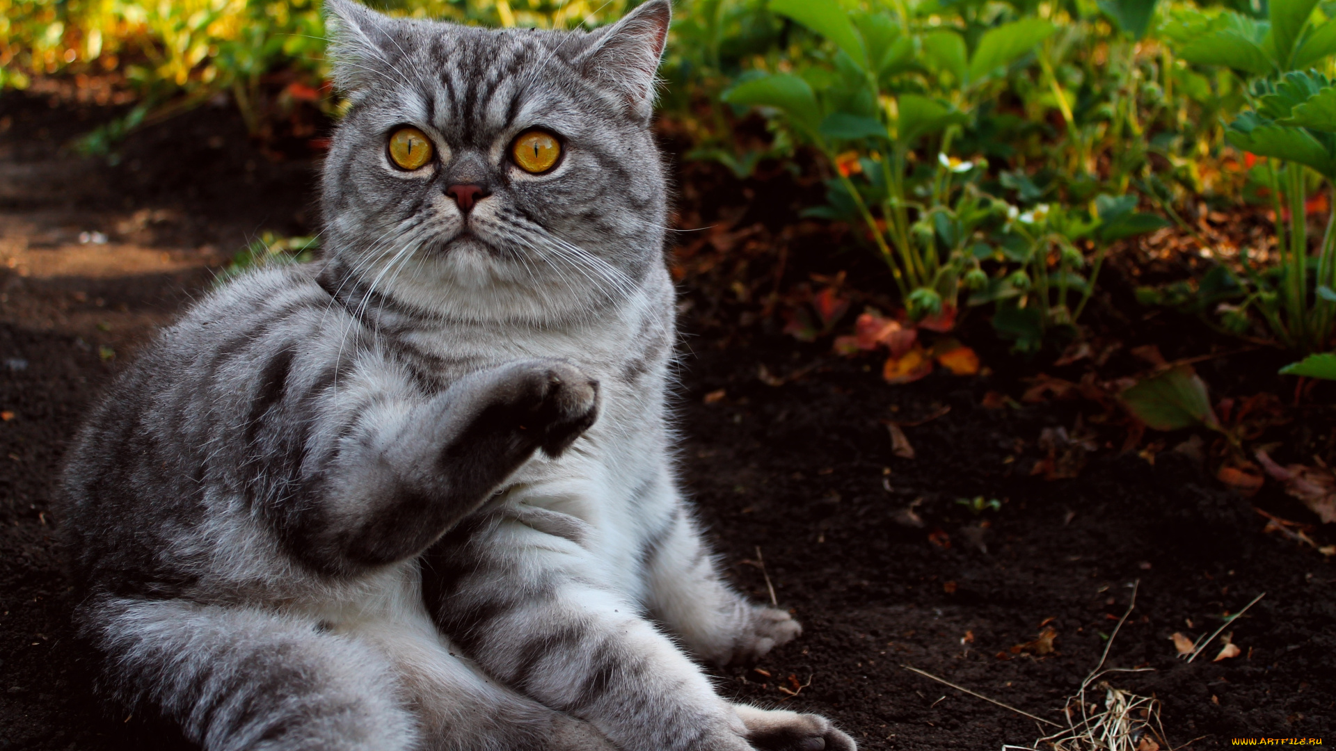 животные, коты, британец