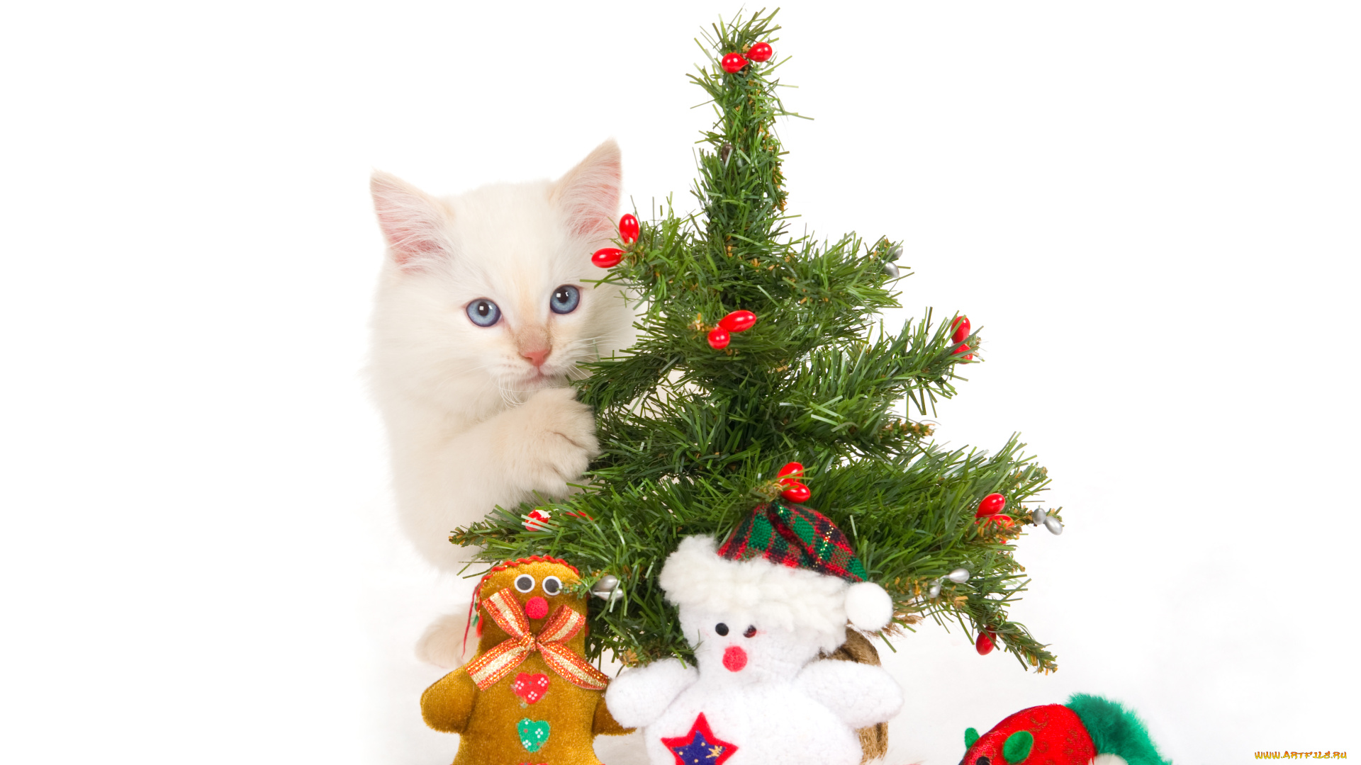 животные, коты, ёлка, игрушки, котёнок