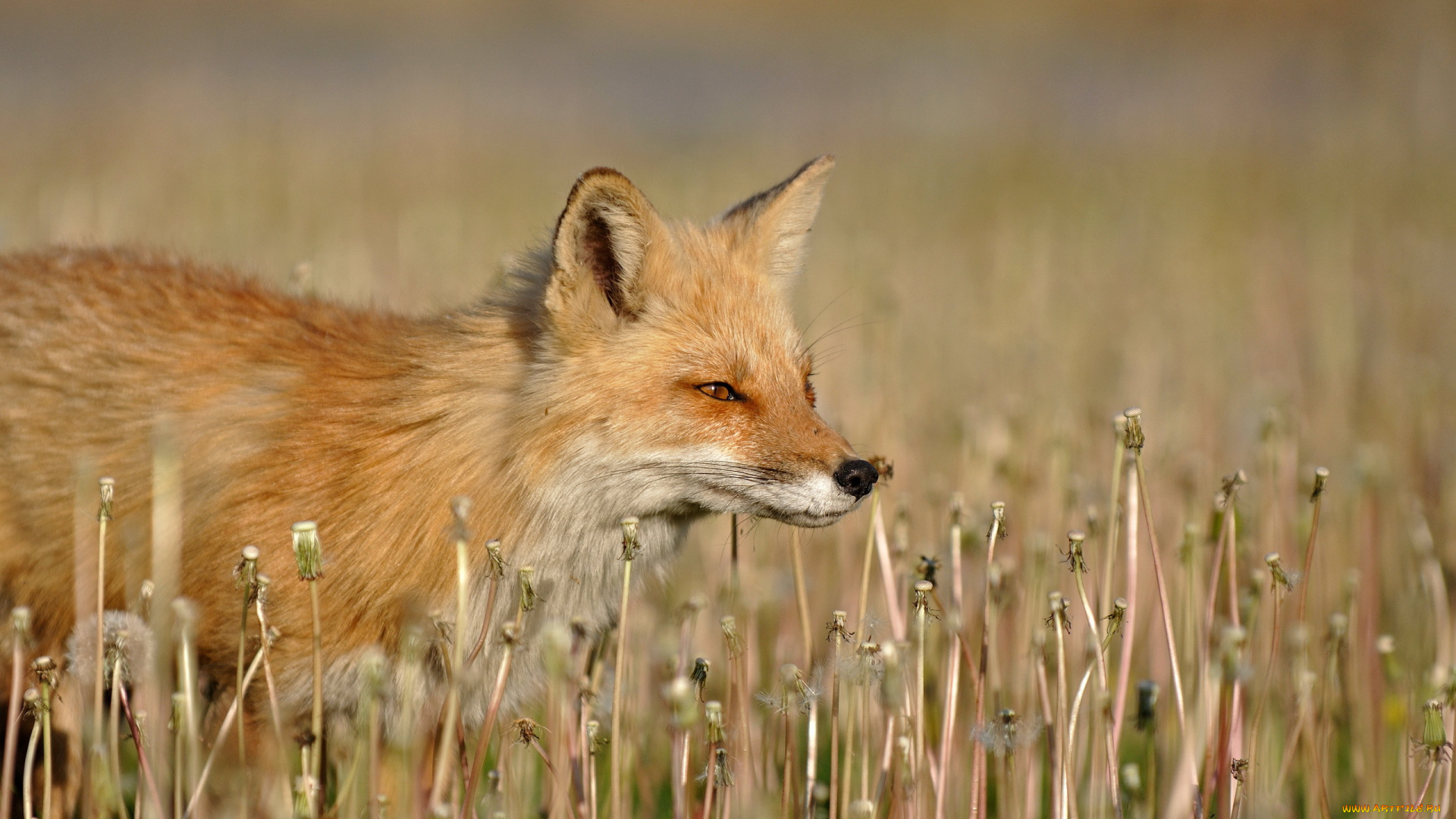 животные, лисы, одуванчики