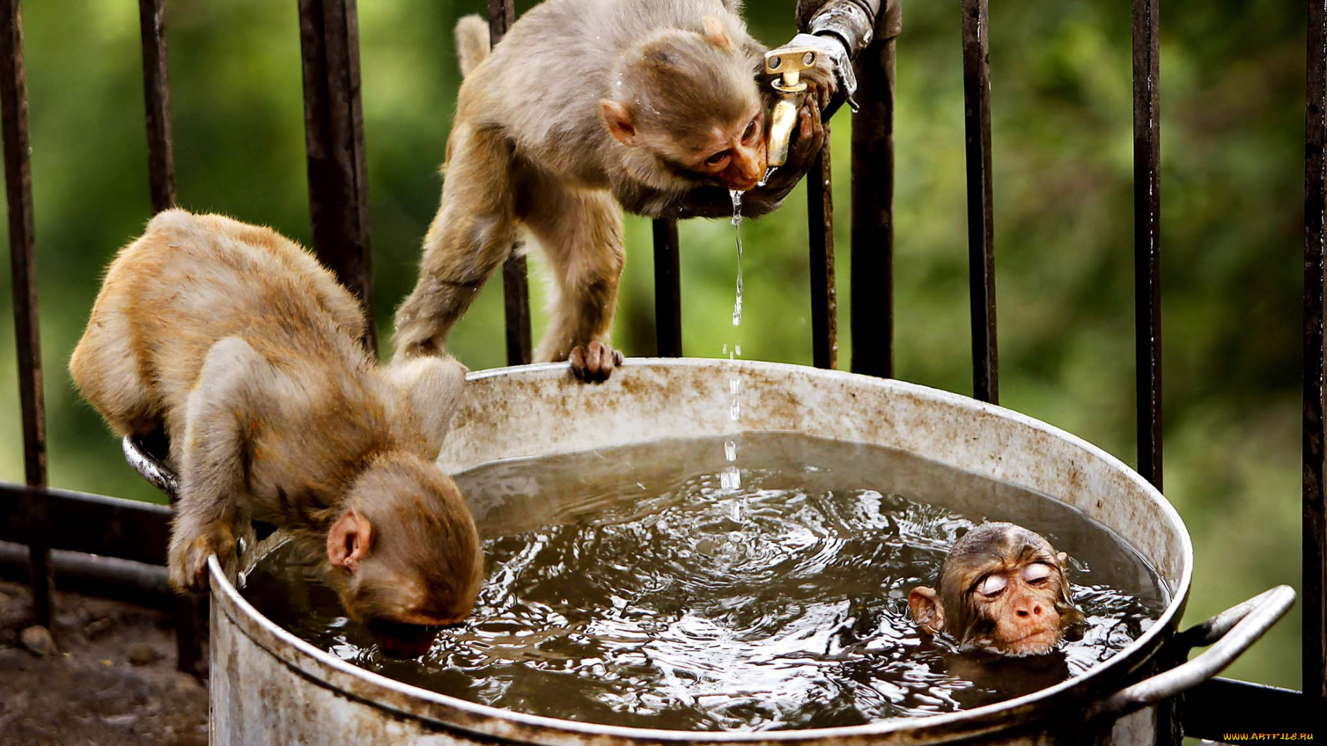 животные, обезьяны, вода