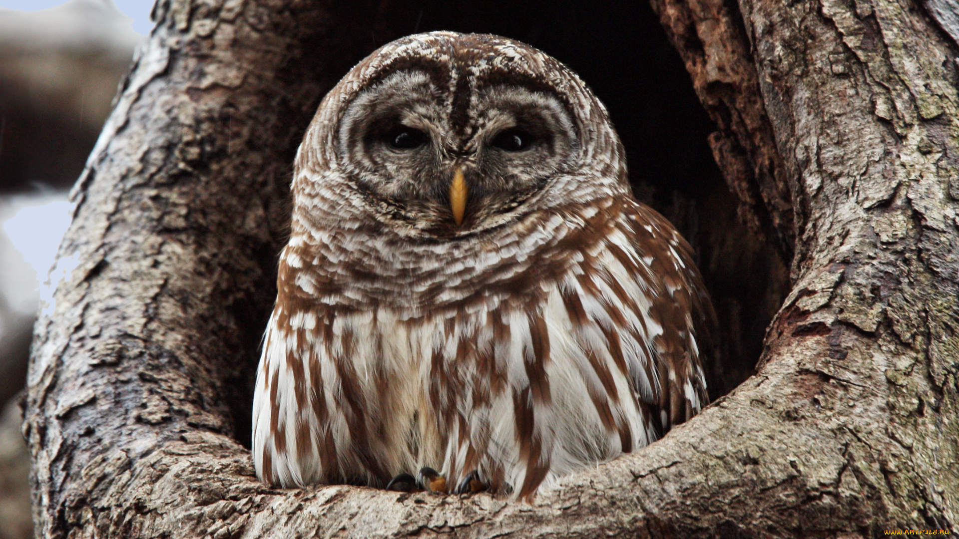 животные, совы, animal