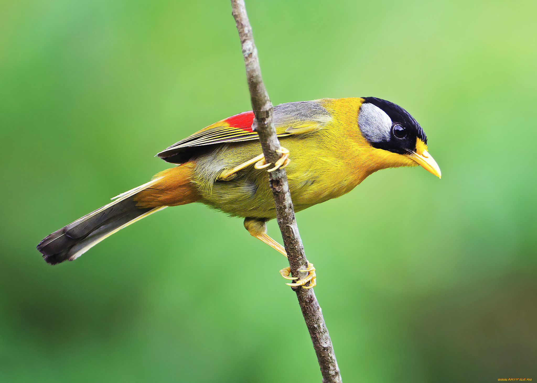 животные, птицы, ветка