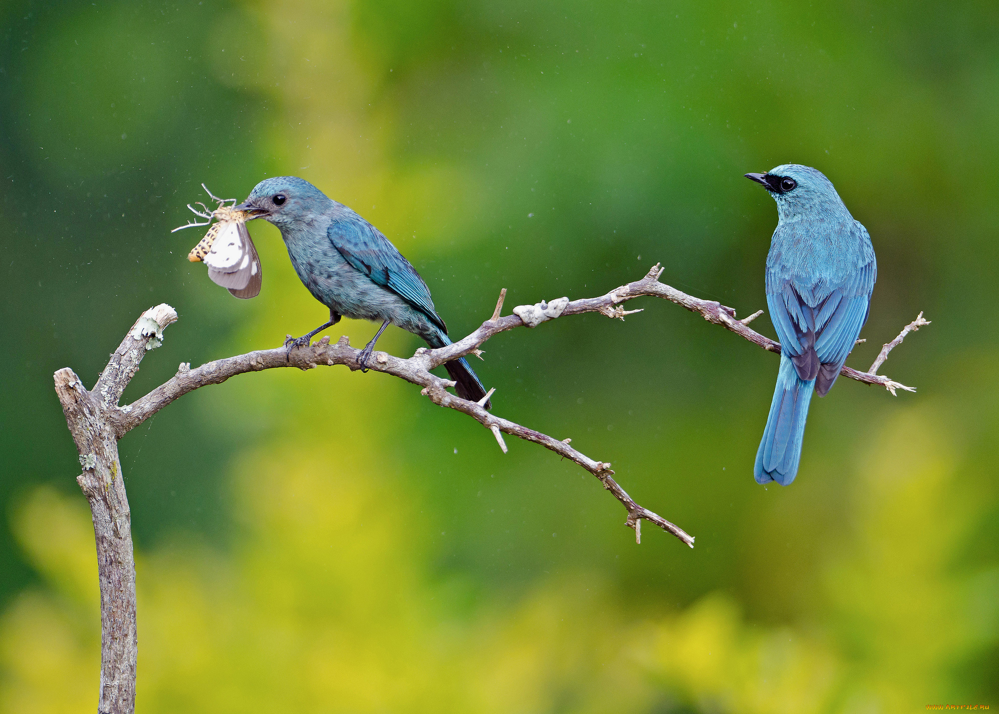 животные, птицы, ветка, бабочка