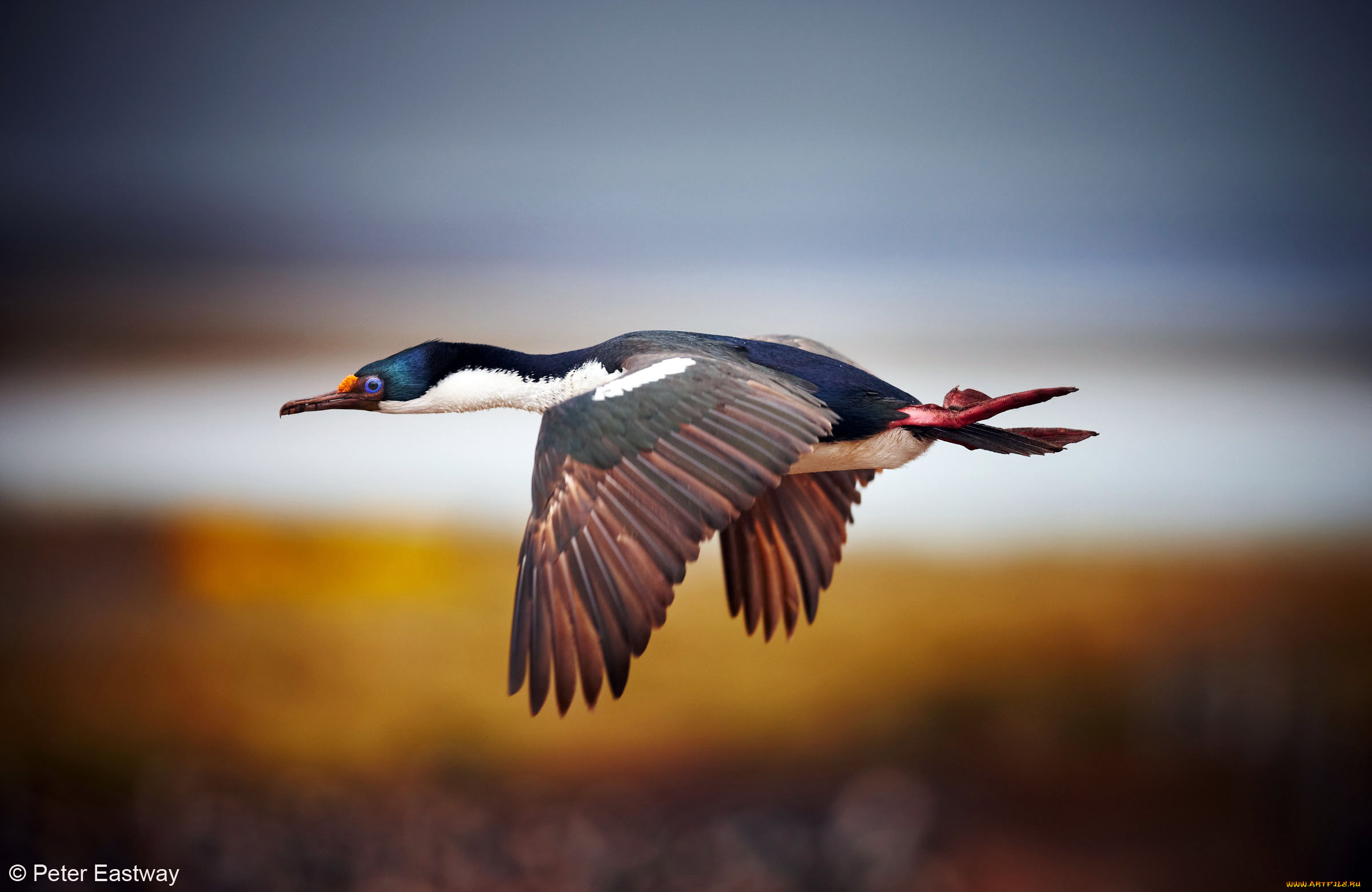 животные, Чайки, бакланы, крачки, layer