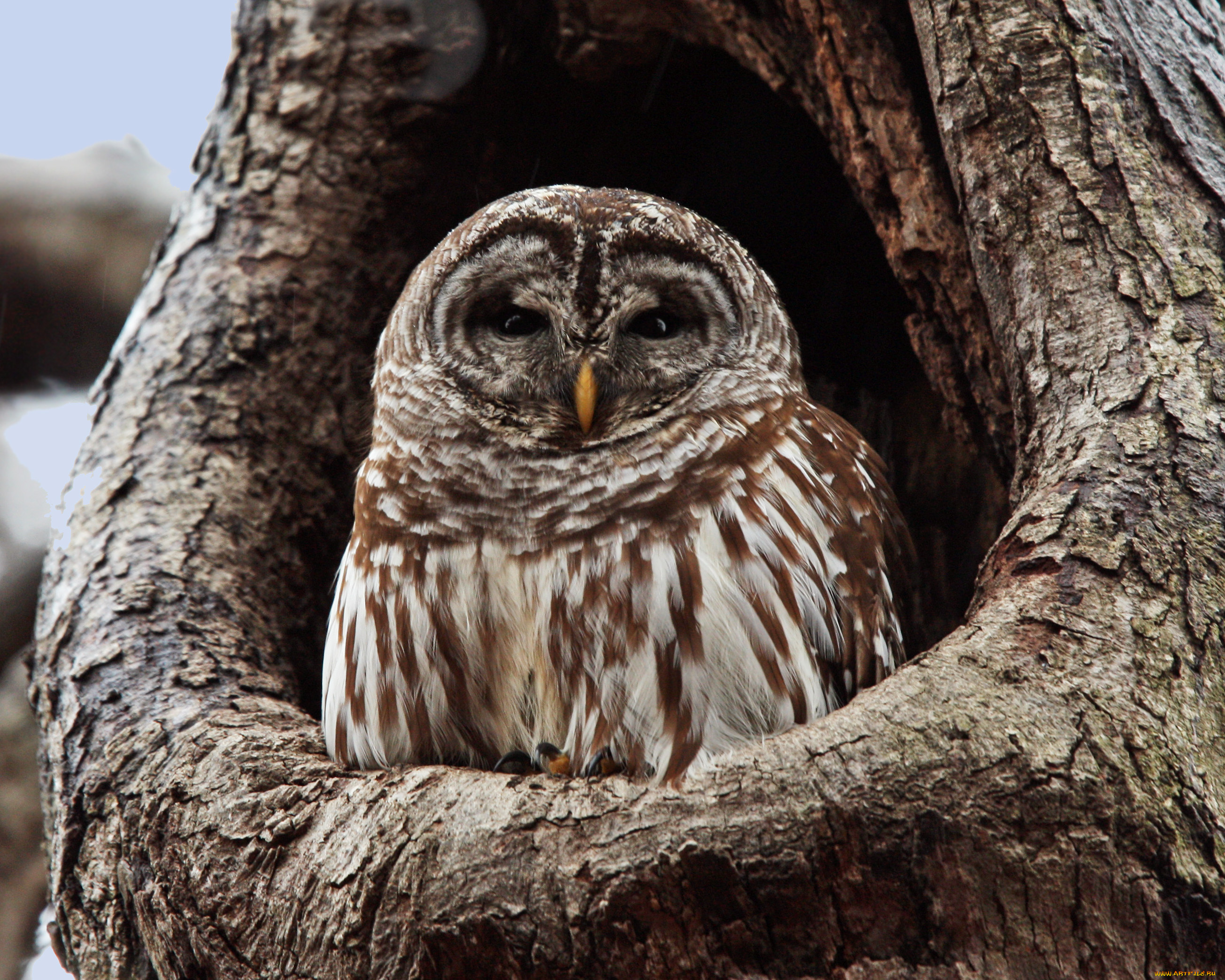 животные, совы, animal