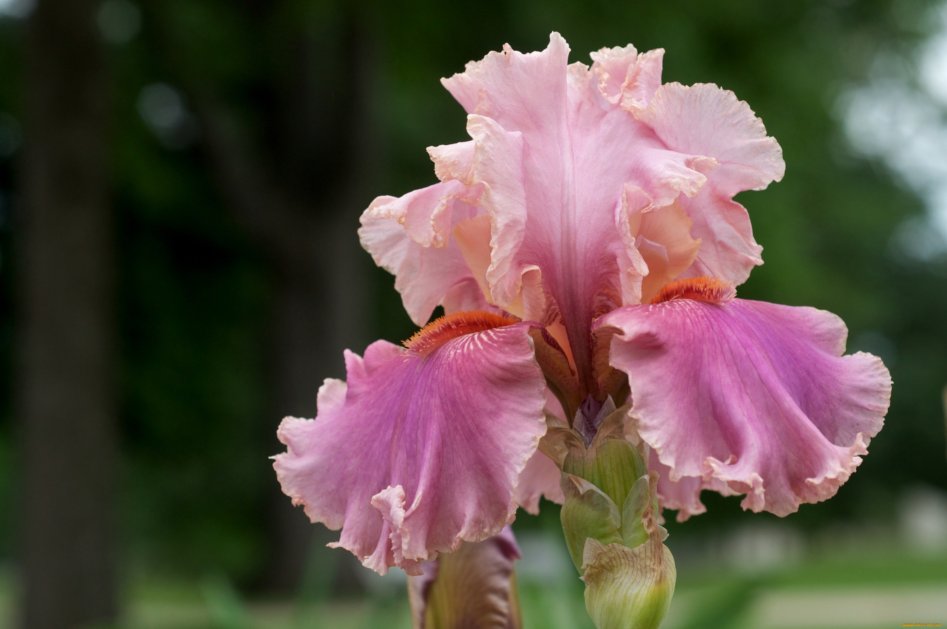 цветы, ирисы, розовый, лепестки