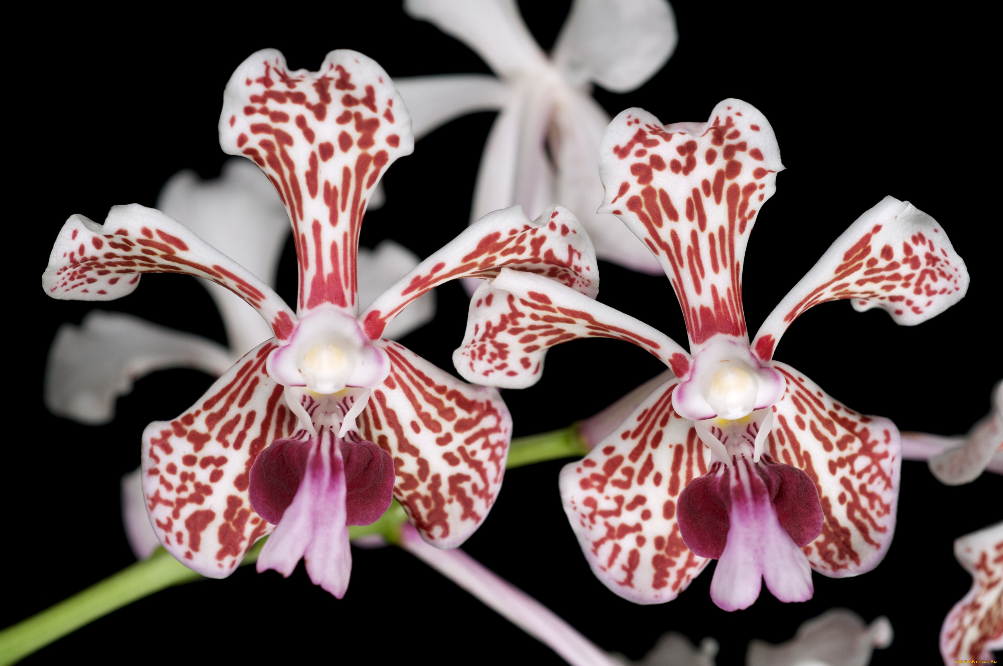 цветы, орхидеи, пятнистый, экзотика