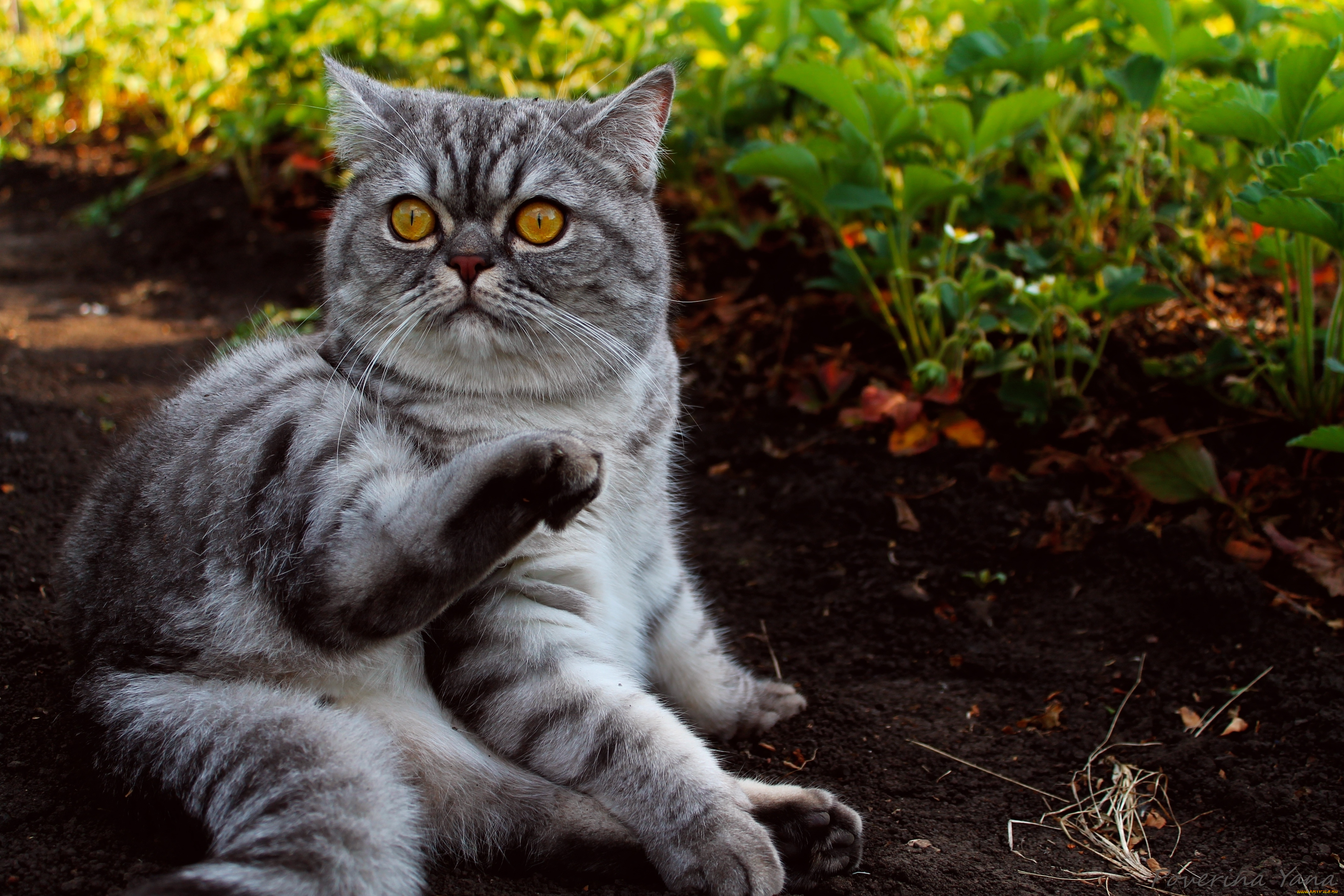 животные, коты, британец