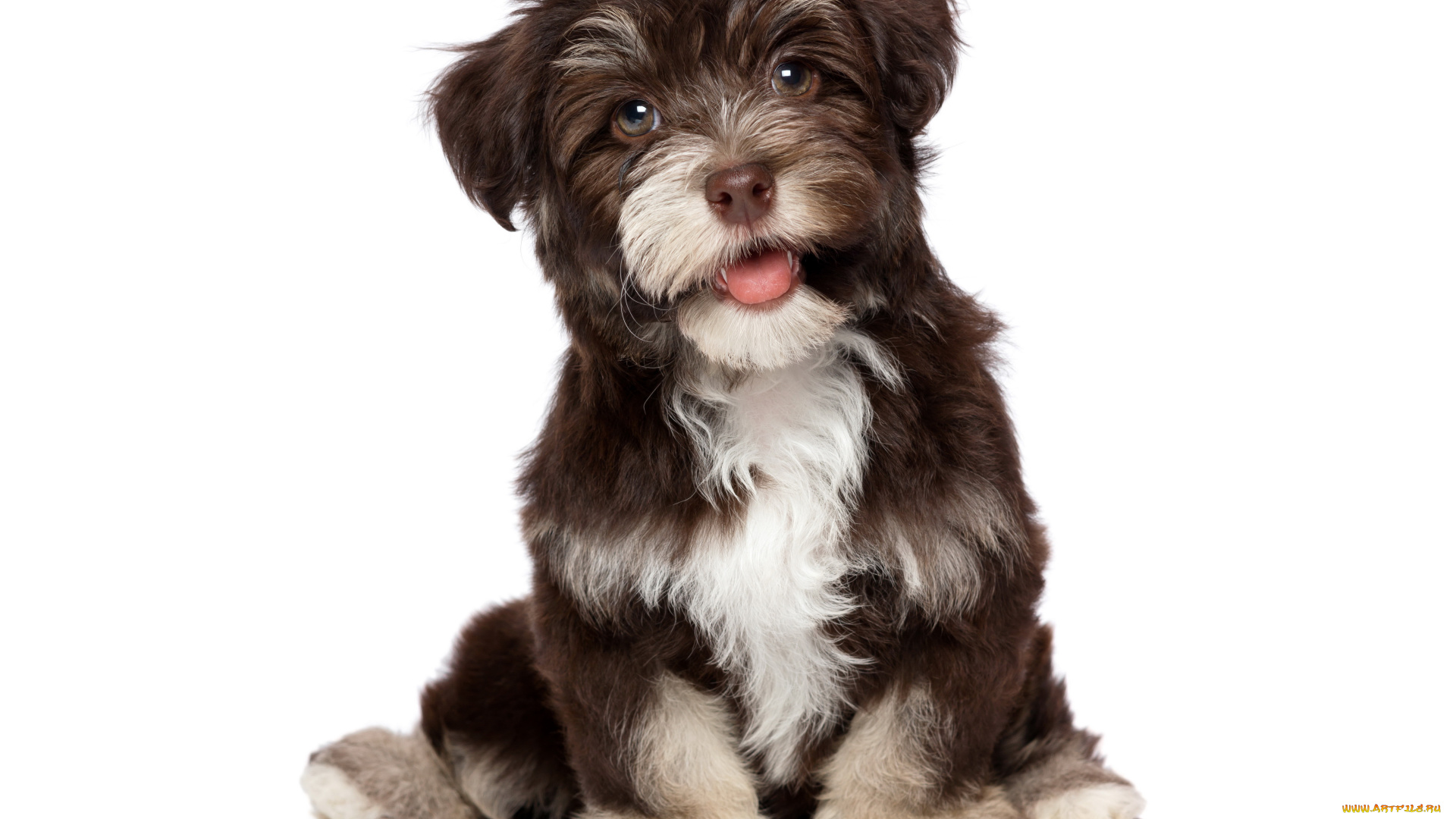 chocolate, havanese, животные, собаки, щенок, собака, chocolate, havanese