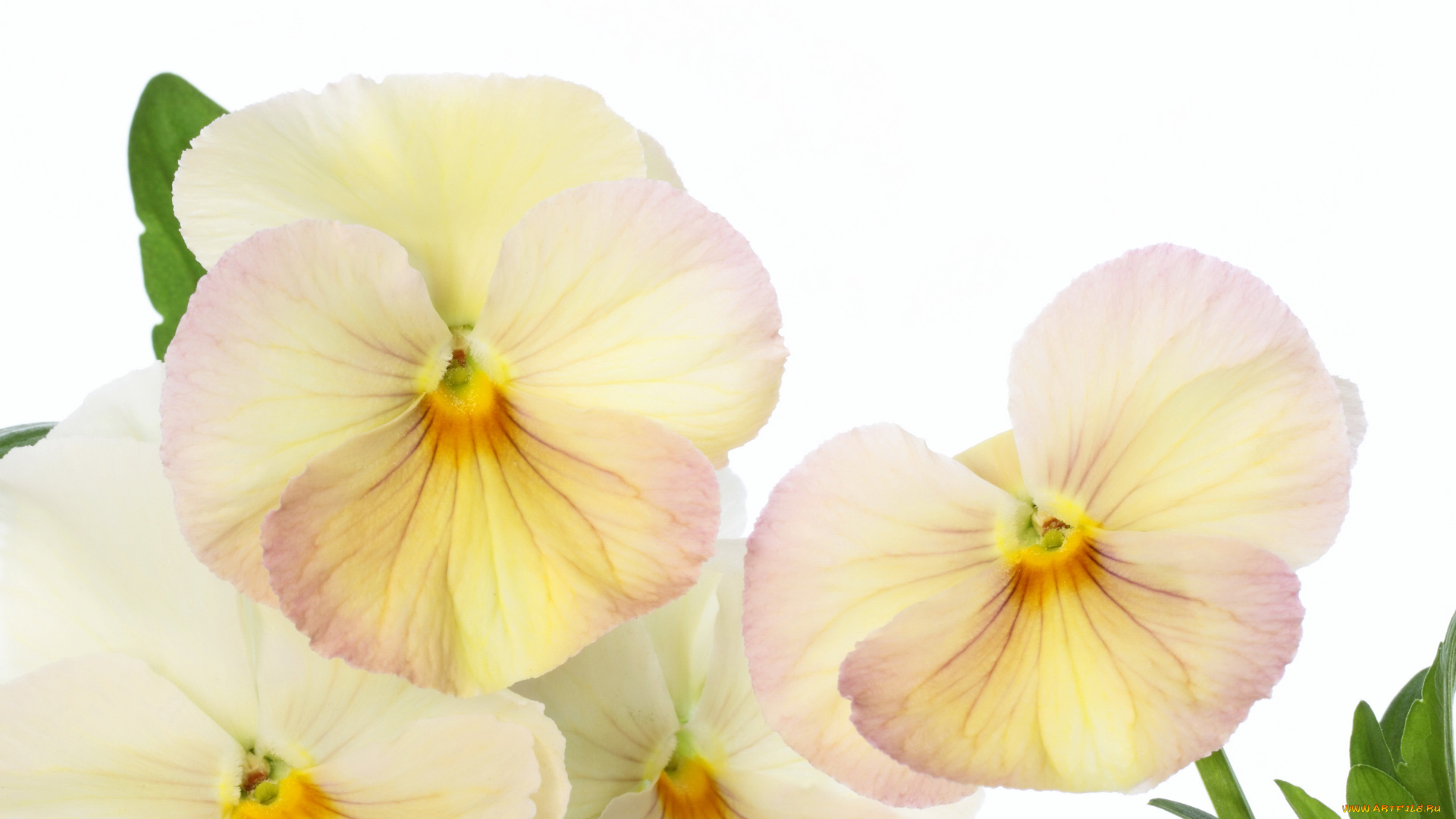 цветы, анютины, глазки, , садовые, фиалки, анютины, глазки, фиалки