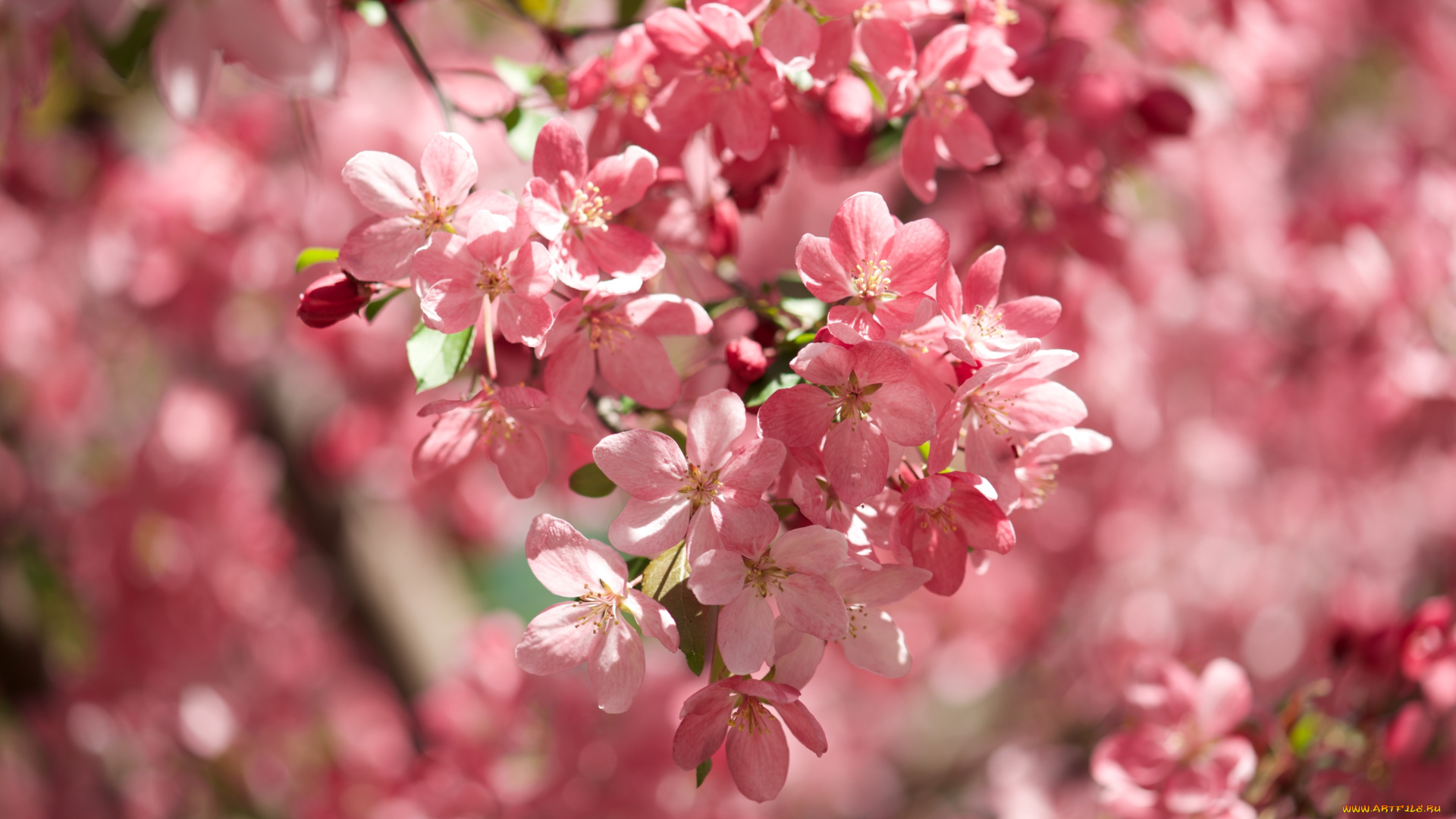 цветы, цветущие, деревья, , , кустарники, весна