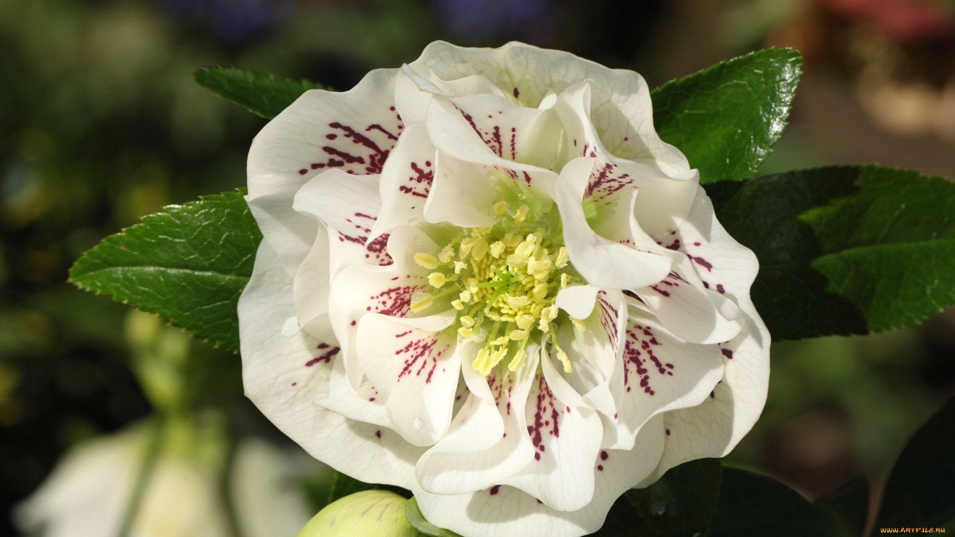 цветы, геллеборус, , морозник, макро