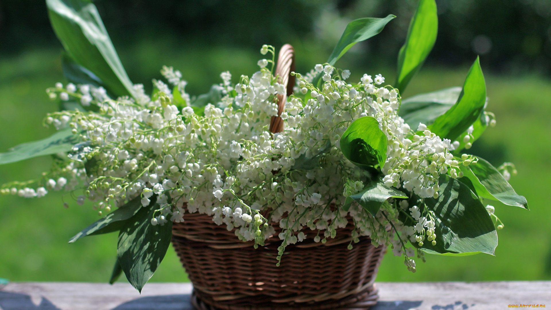 цветы, ландыши, корзинка