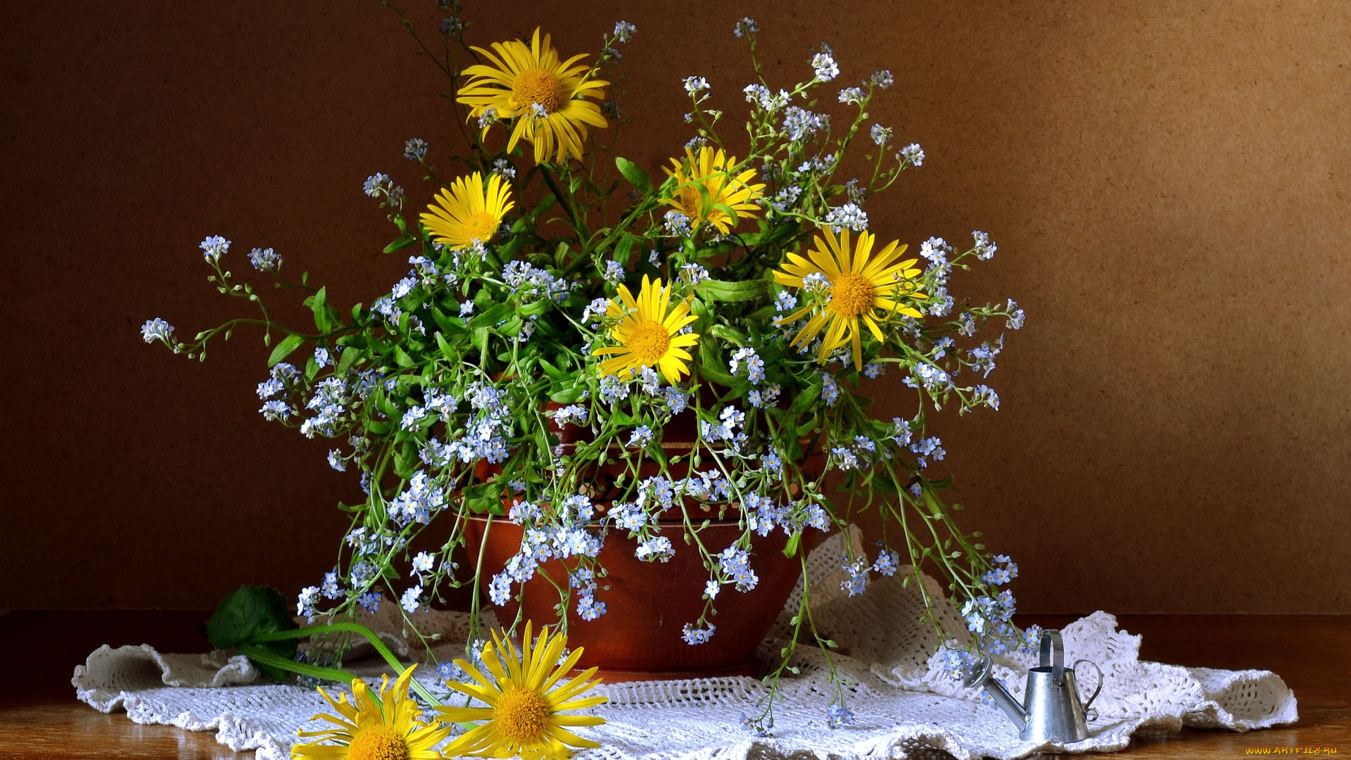 цветы, луговые, , полевые, , цветы, девясил, незабудки