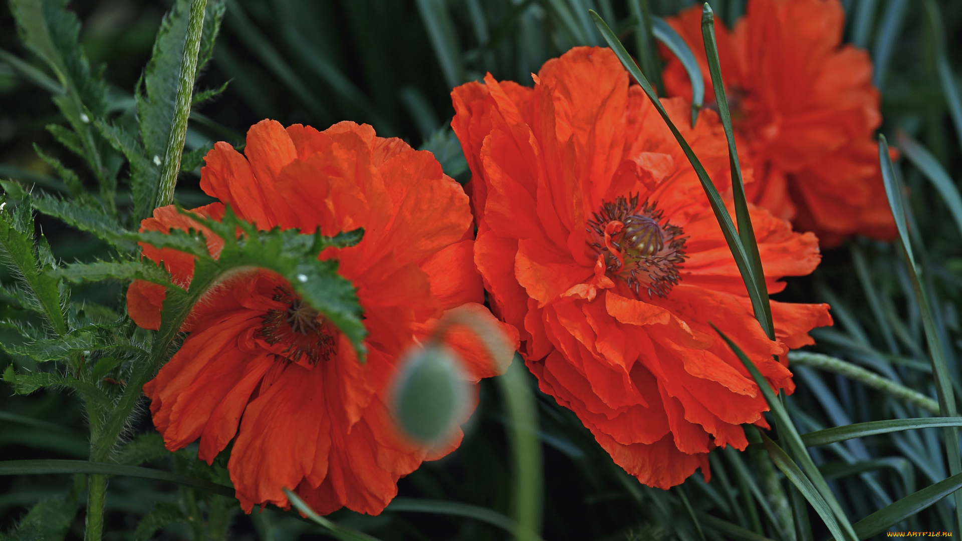 цветы, маки, красный