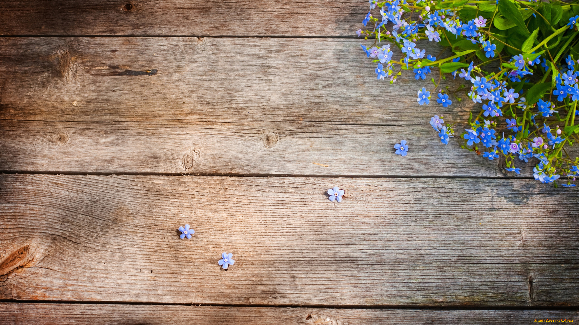 цветы, незабудки, доски