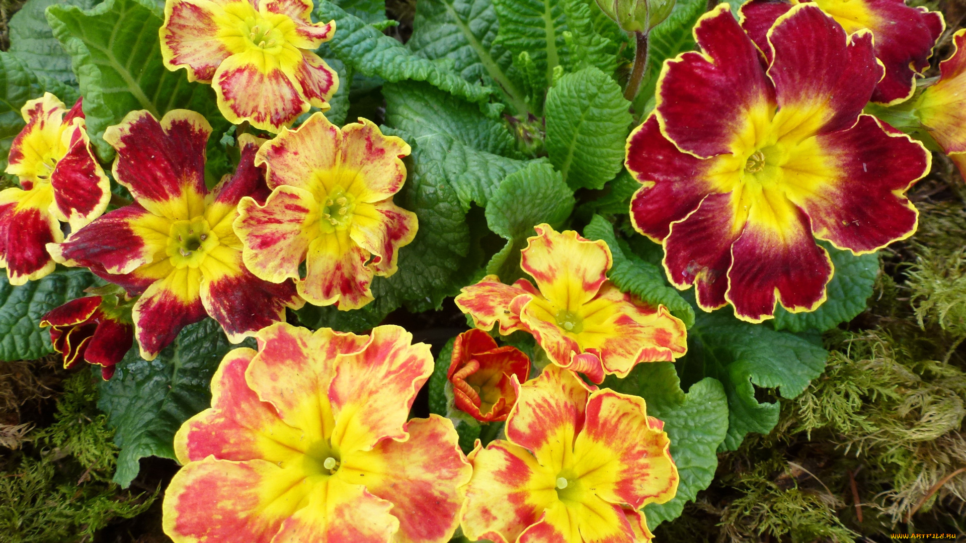 цветы, примулы, много, примула