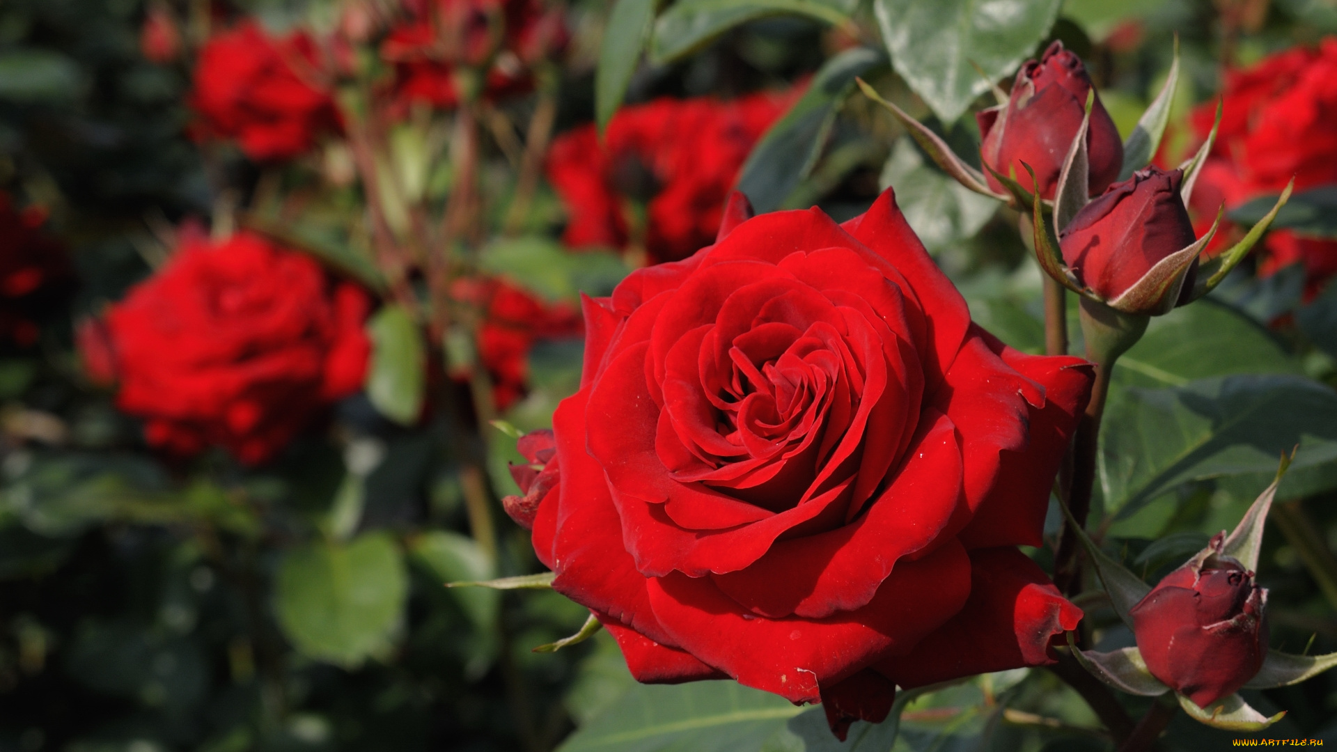 цветы, розы, красный