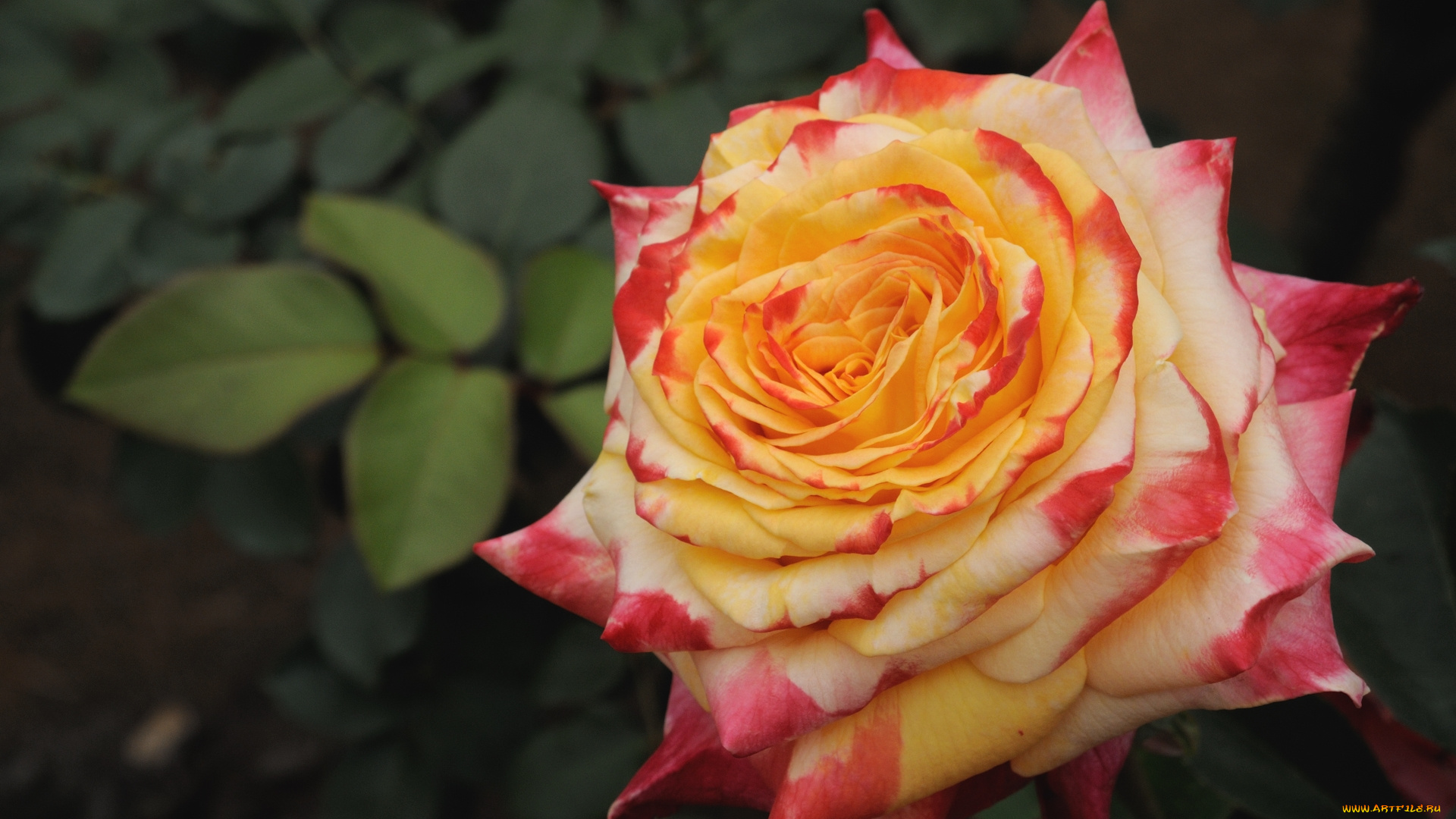 цветы, розы, макро