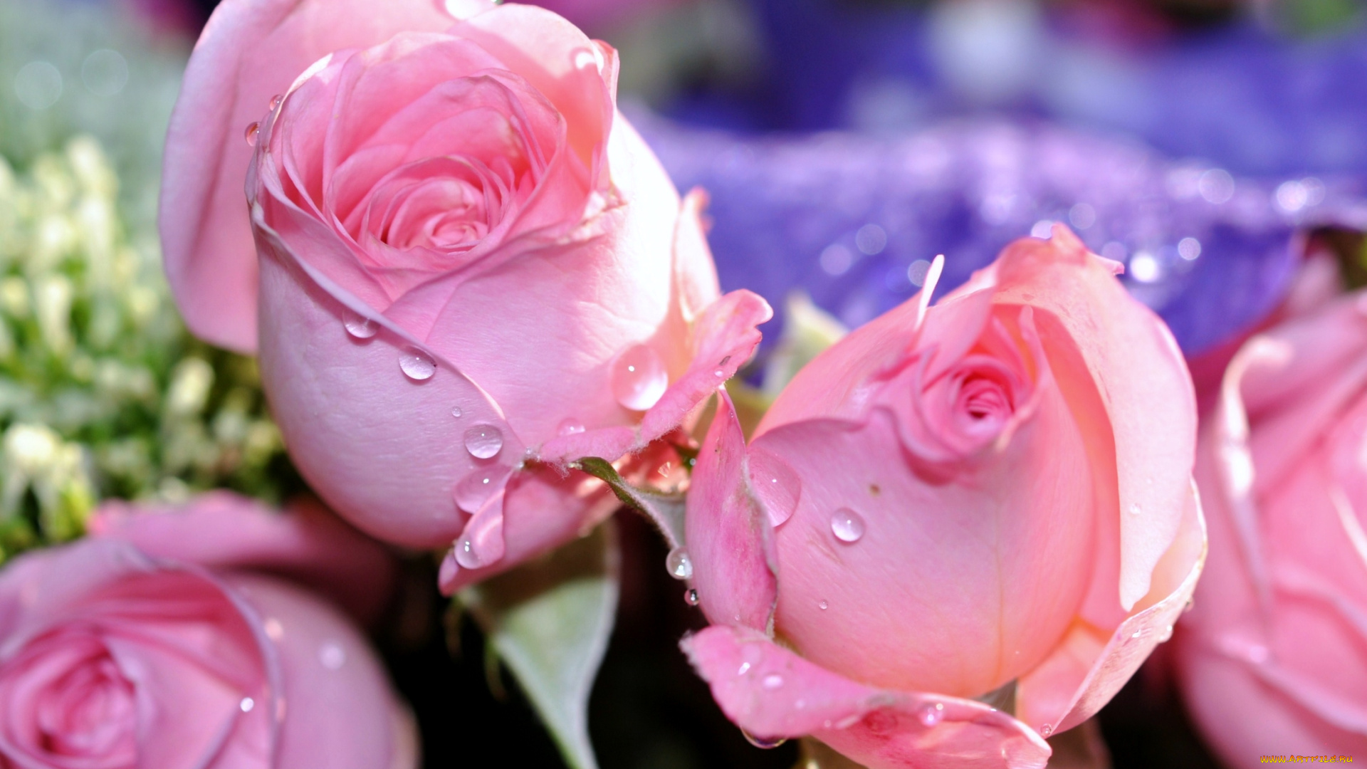 цветы, розы, розовый