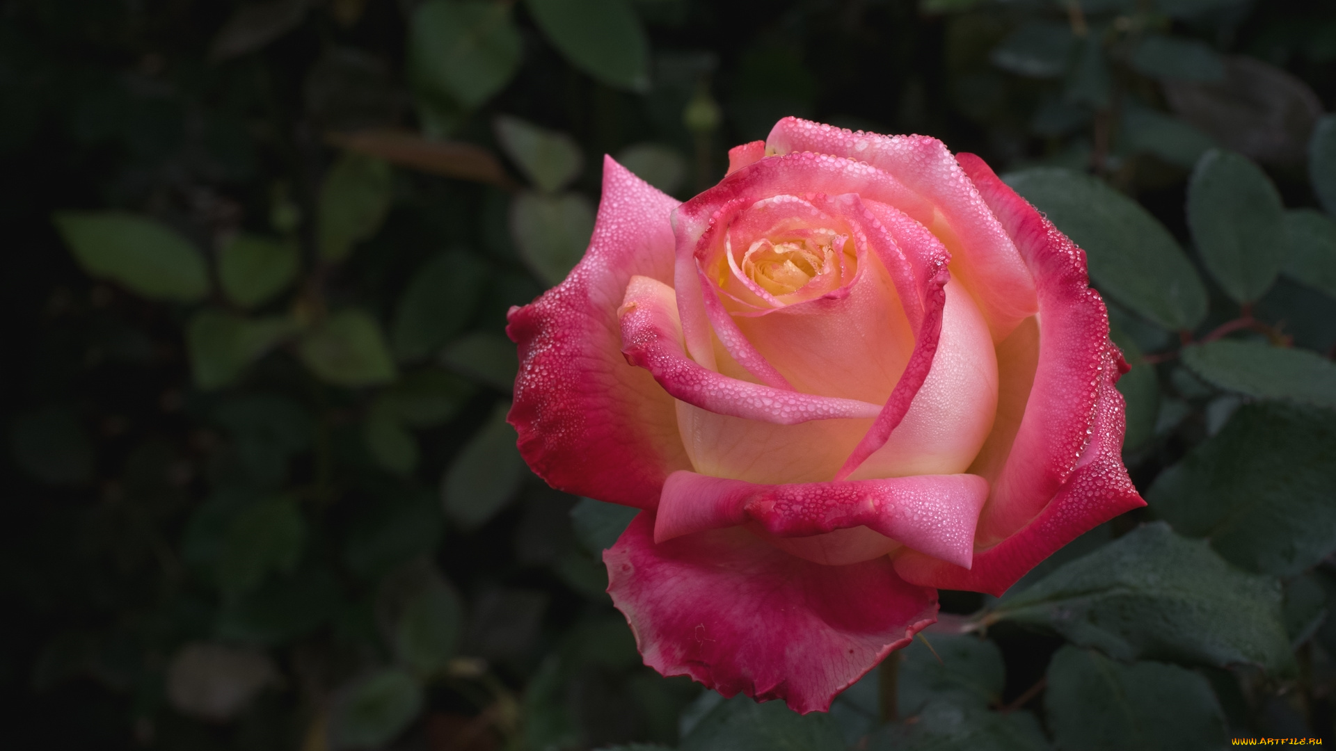 цветы, розы, розовый