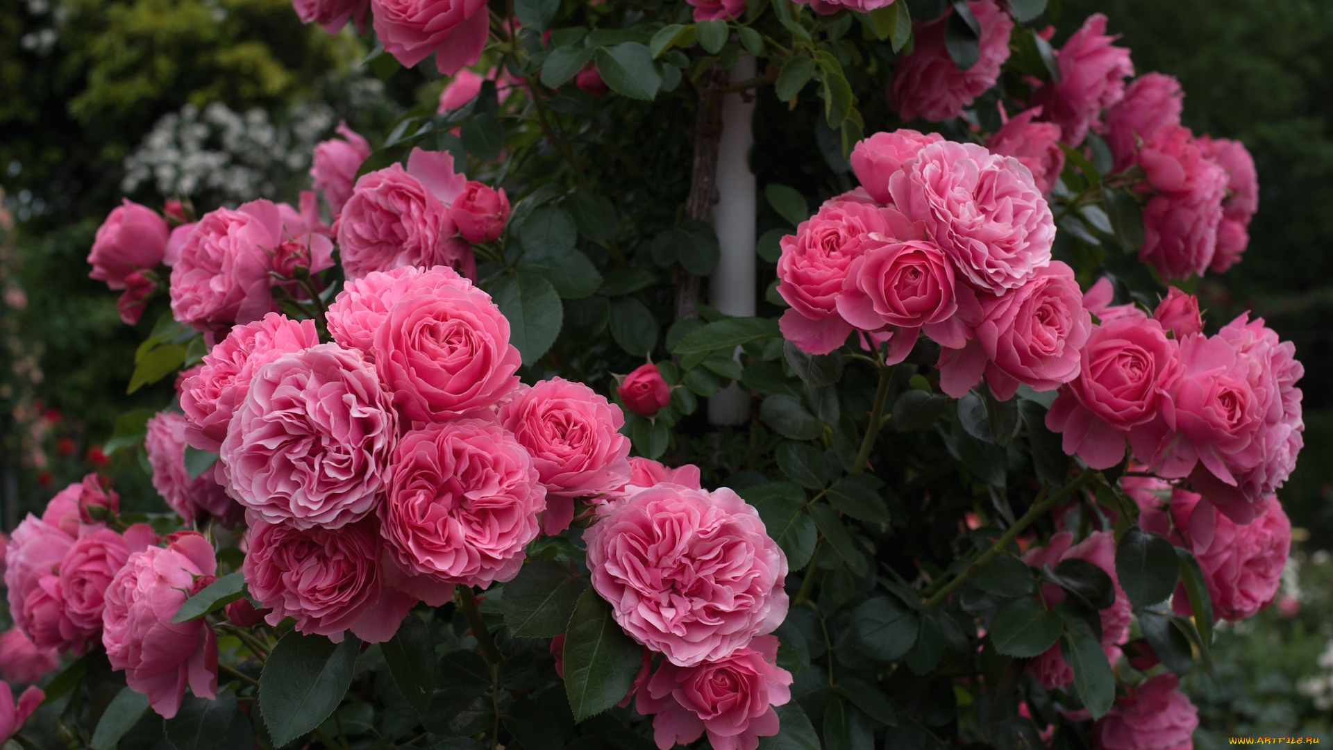 цветы, розы, розовый