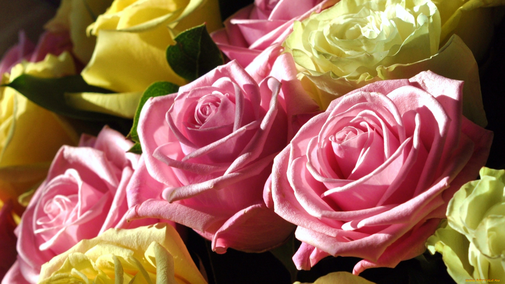цветы, розы, розовый, желтый