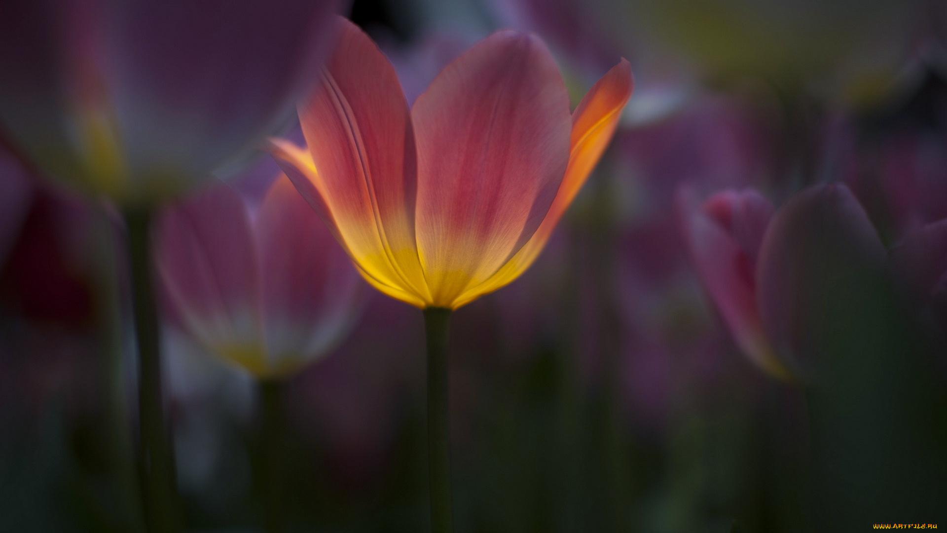 цветы, тюльпаны, лепестки