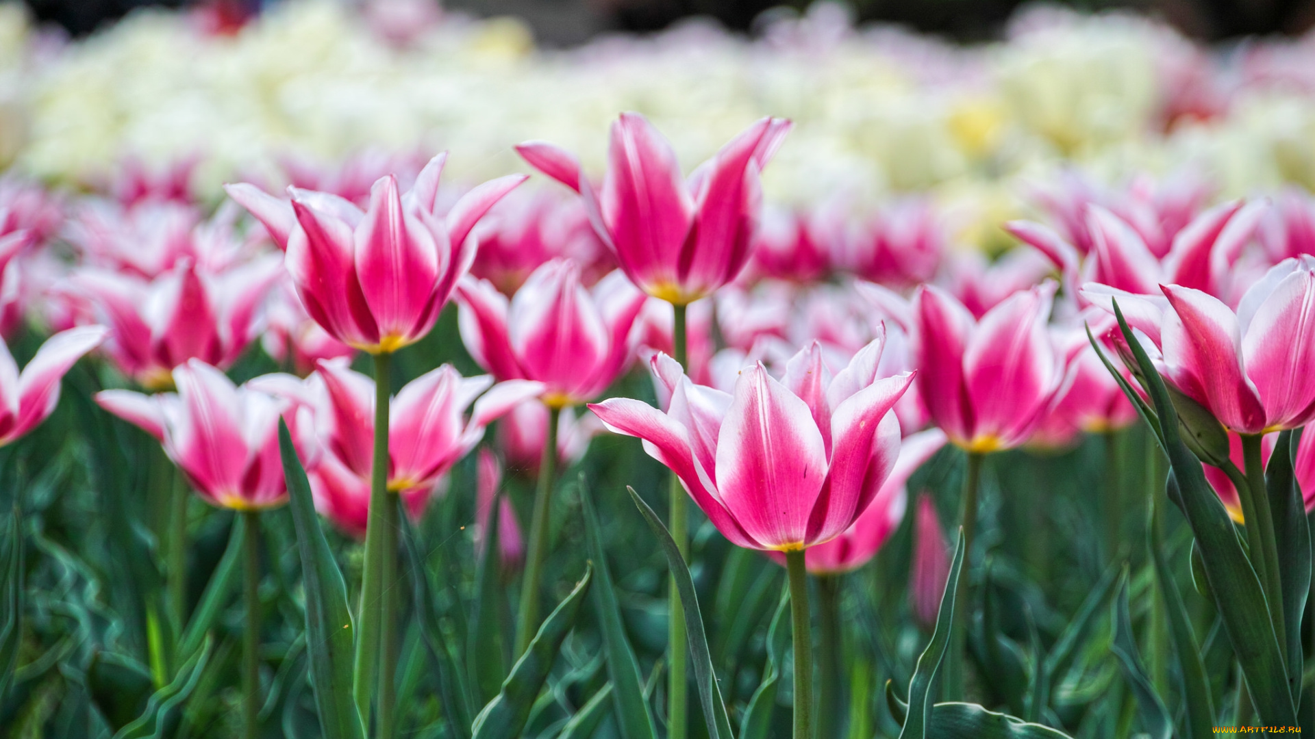 цветы, тюльпаны, пестрый