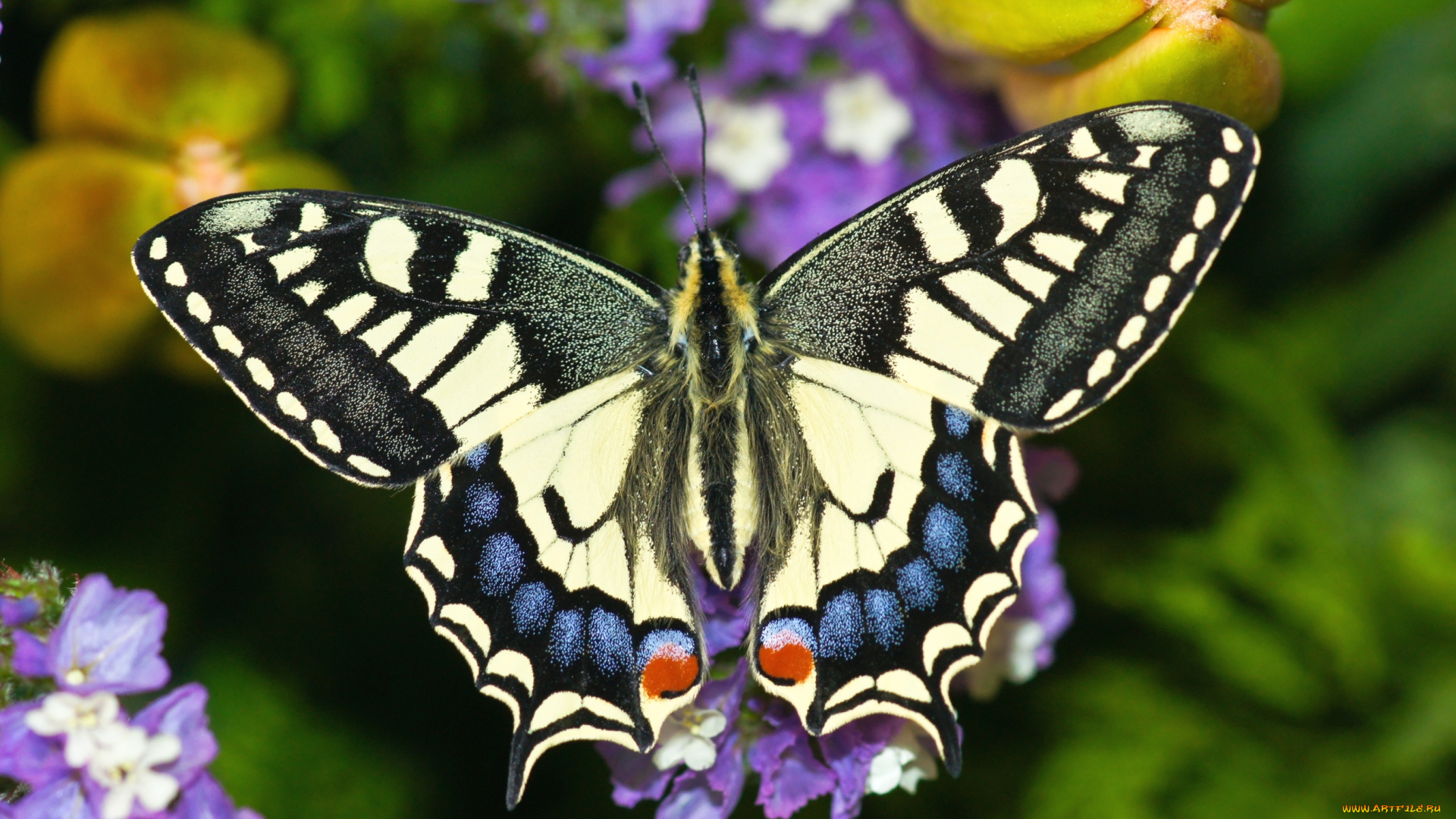 животные, бабочки, крылья