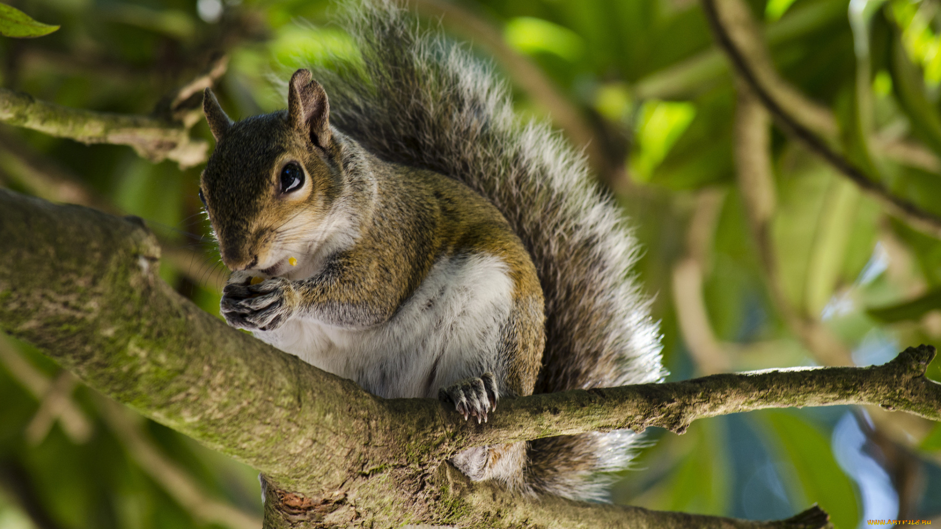 животные, белки, ветка, дерево, белка