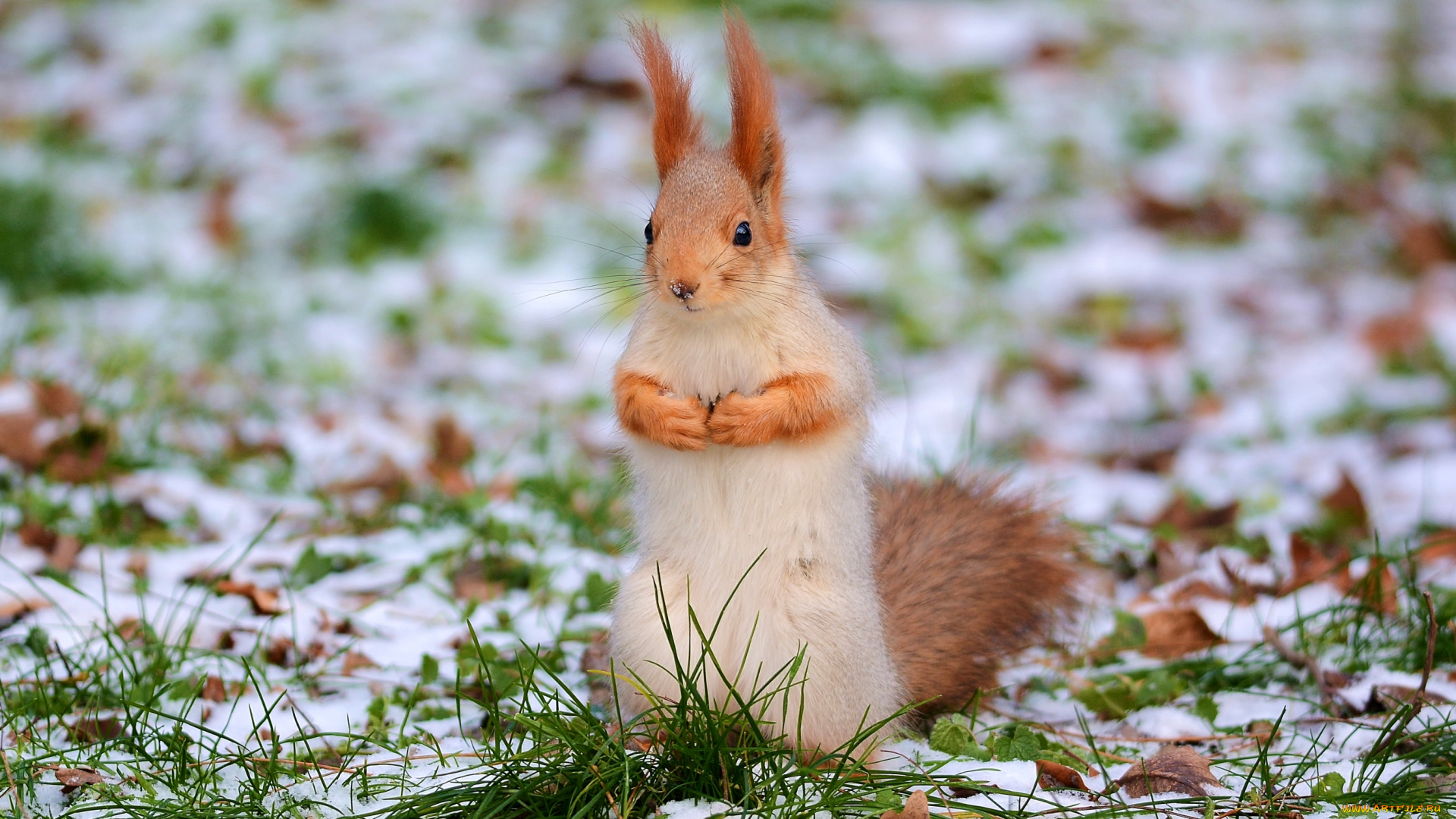 животные, белки, зверек