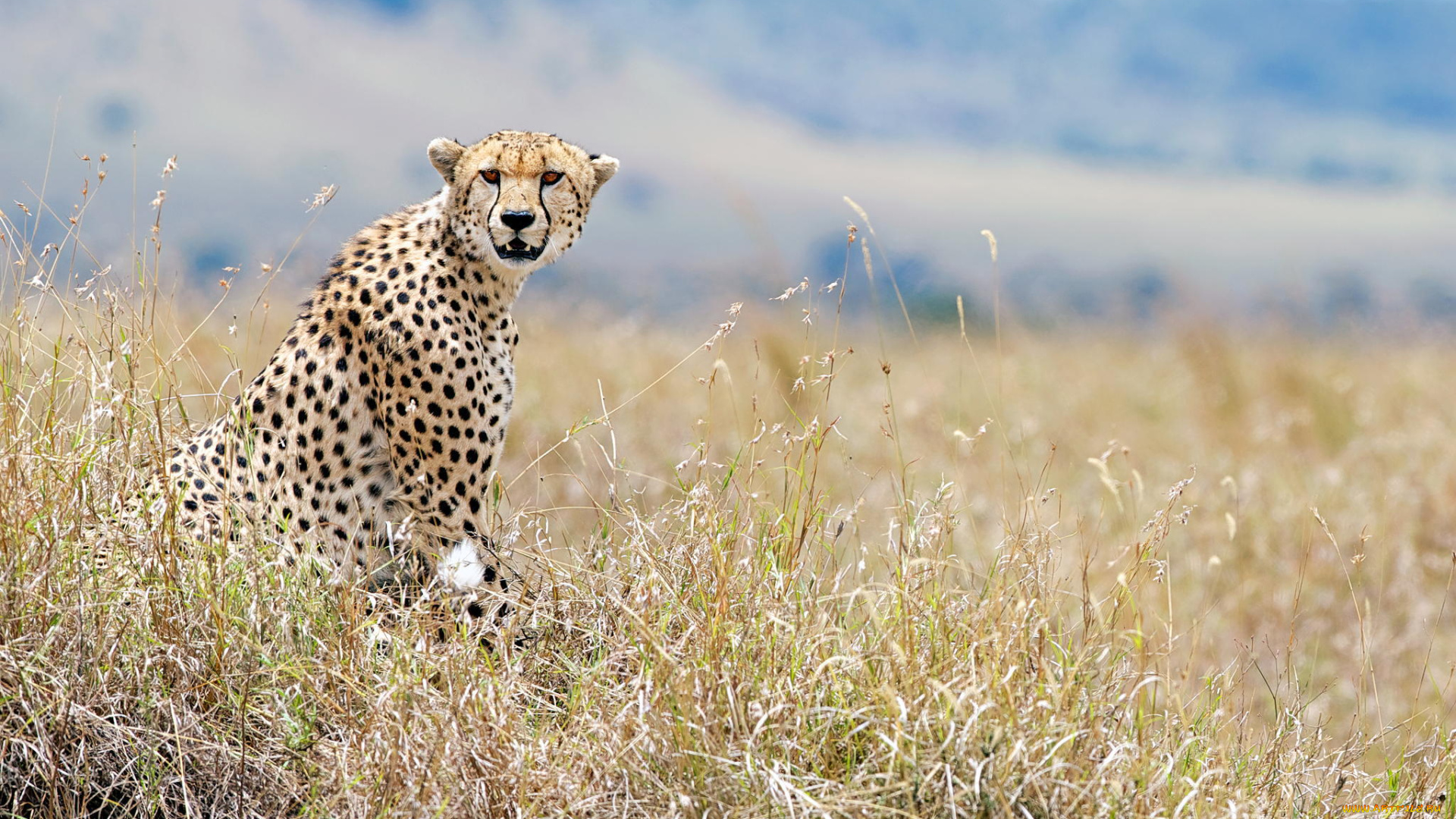 животные, гепарды, кения, взгляд, дикая, природа