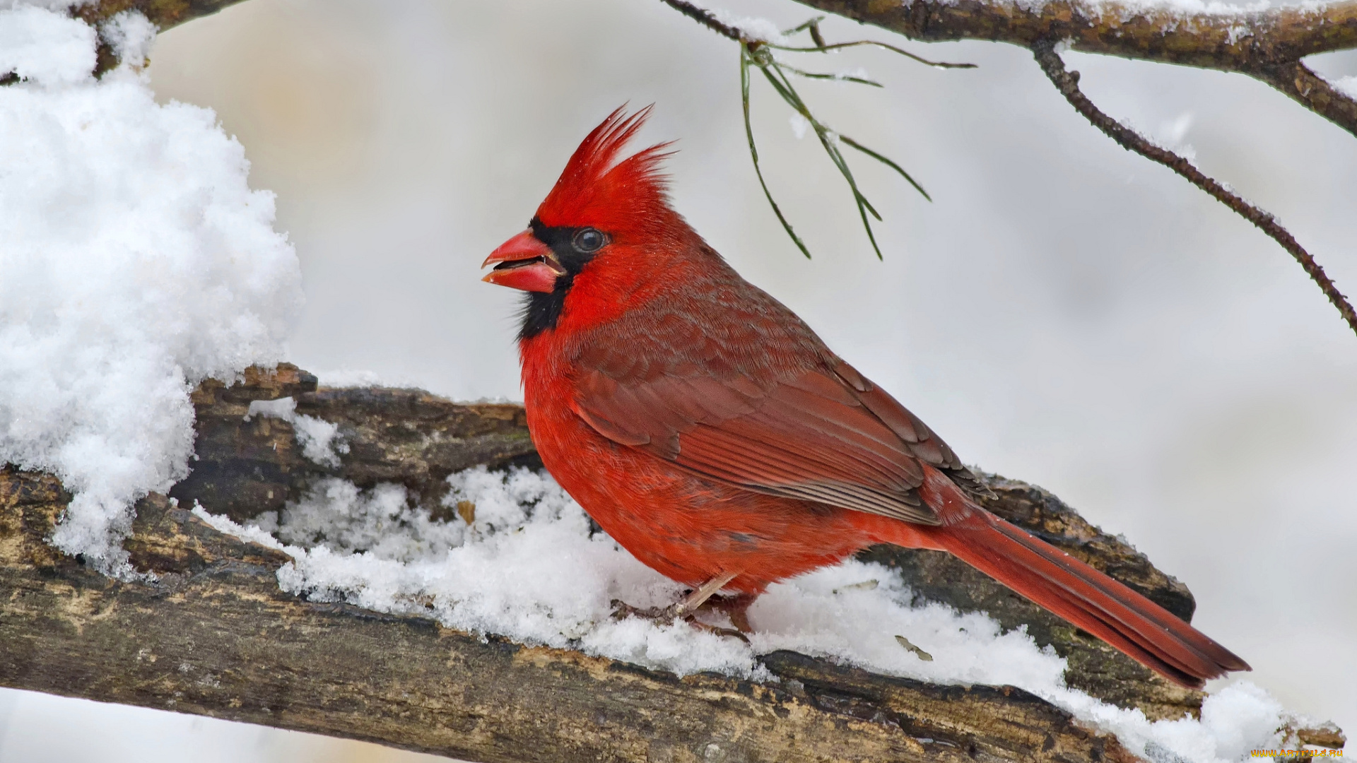 животные, кардиналы, хохолок