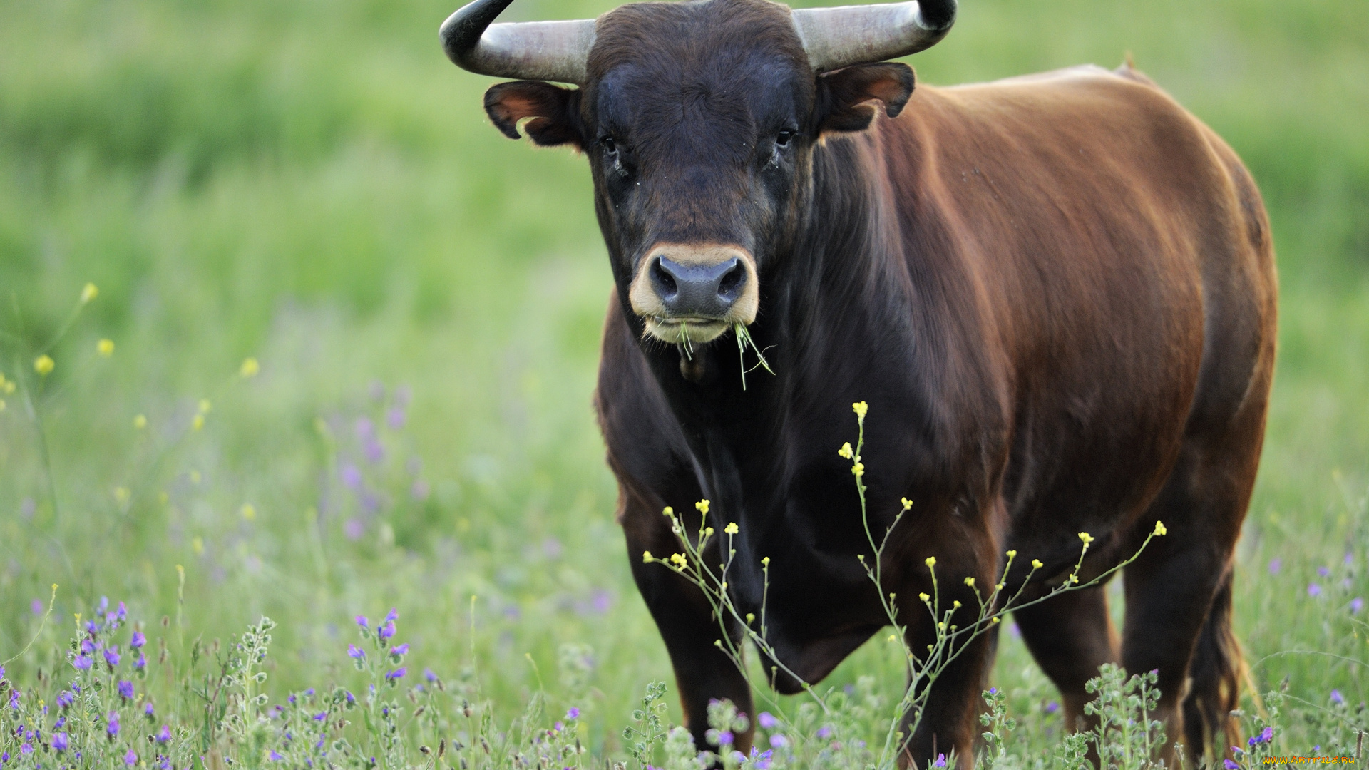животные, коровы, , буйволы, уверенность, взгляд, сила, мощь, бык