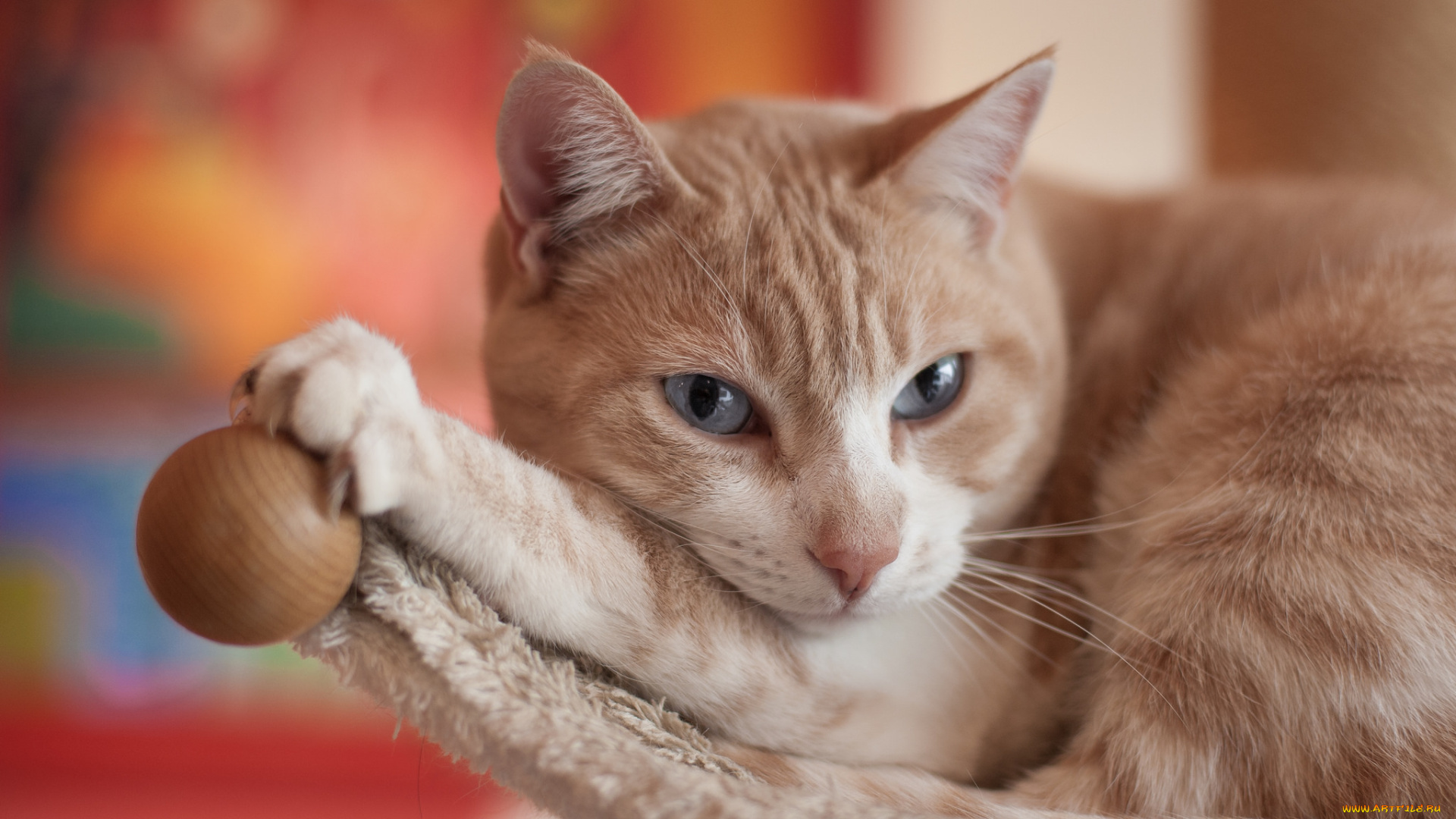 животные, коты, кошка