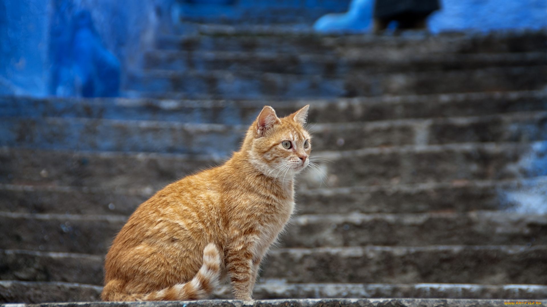 животные, коты, рыжий, кошка, ступени, лестница