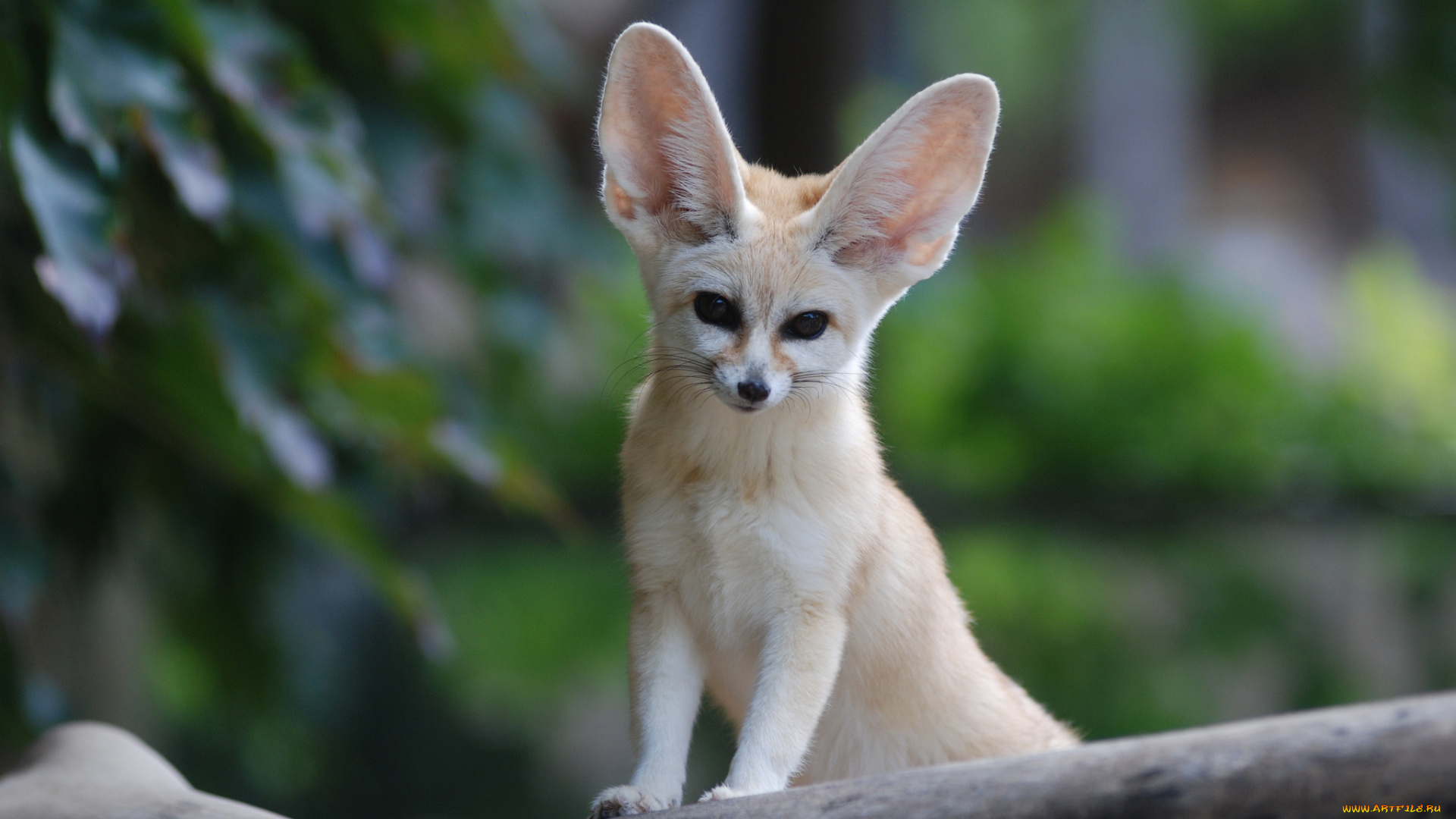 животные, лисы, fennec, fox, взгляд, мордочка, уши, фенек, лиса