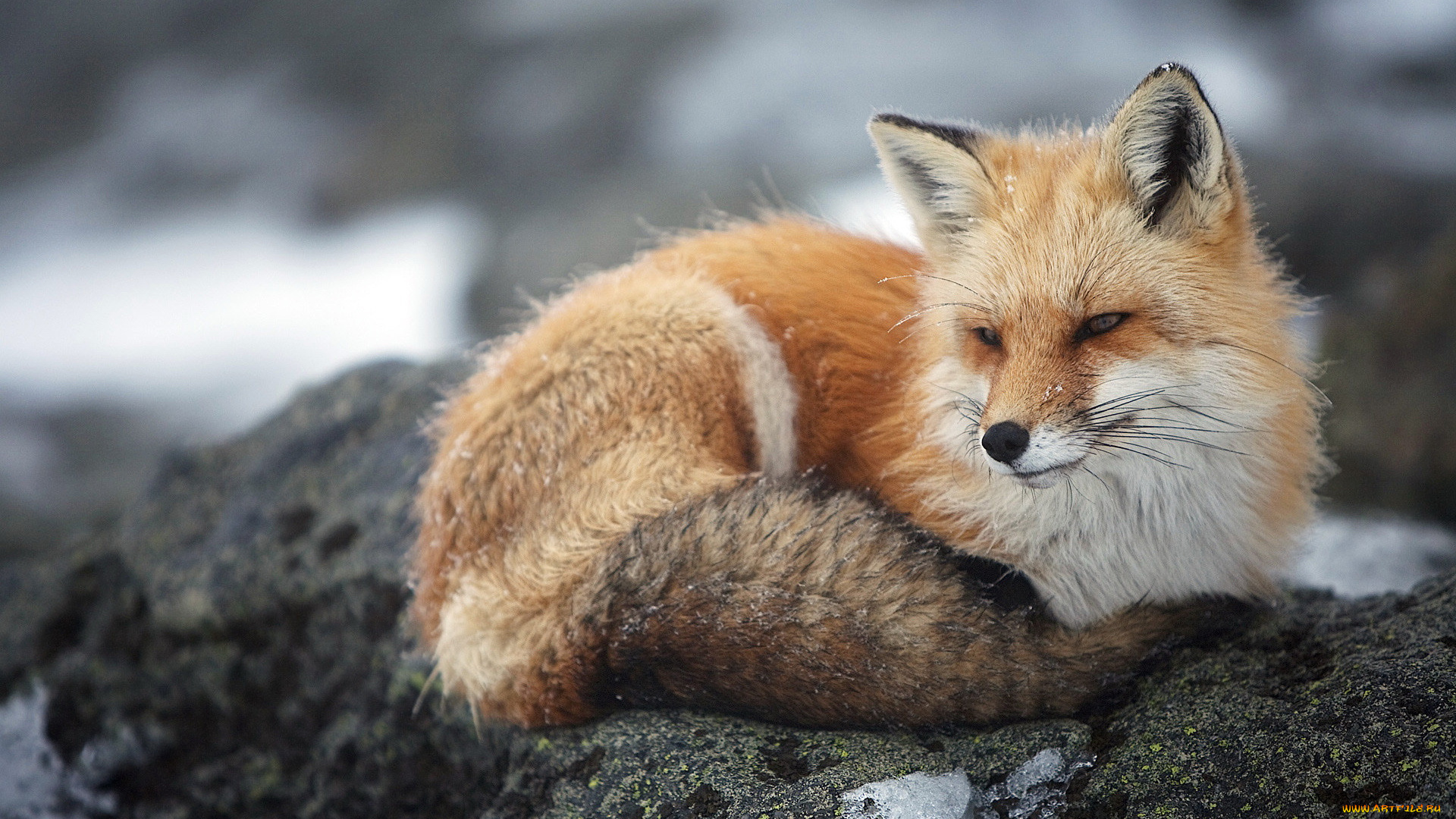 животные, лисы, взгляд