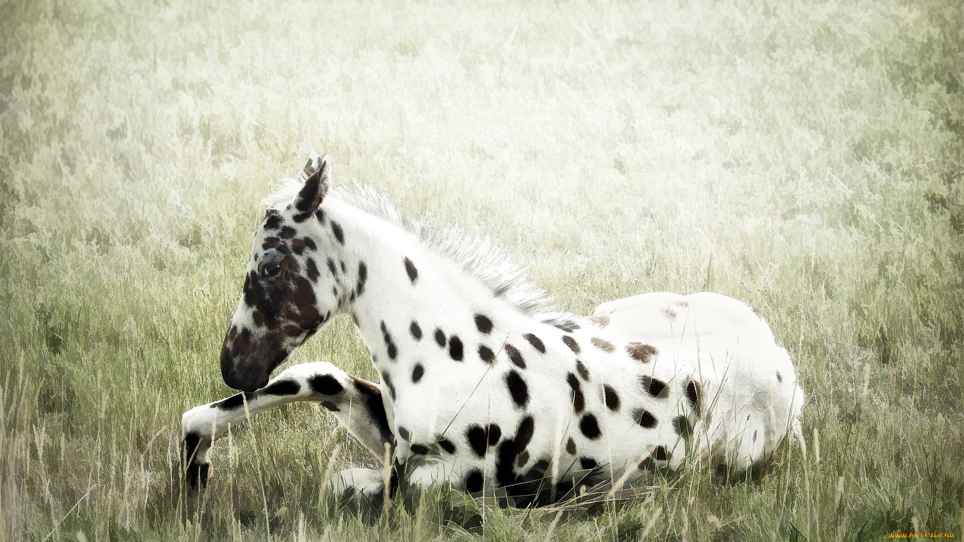 животные, лошади, природа, поле, конь