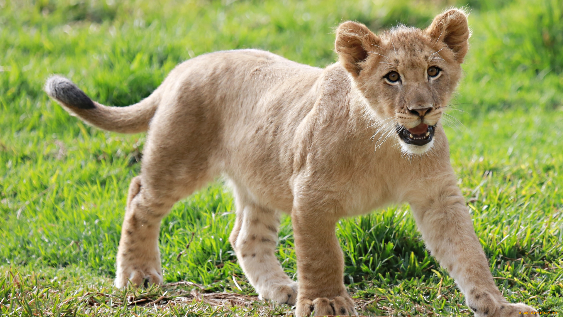 животные, львы, малыш