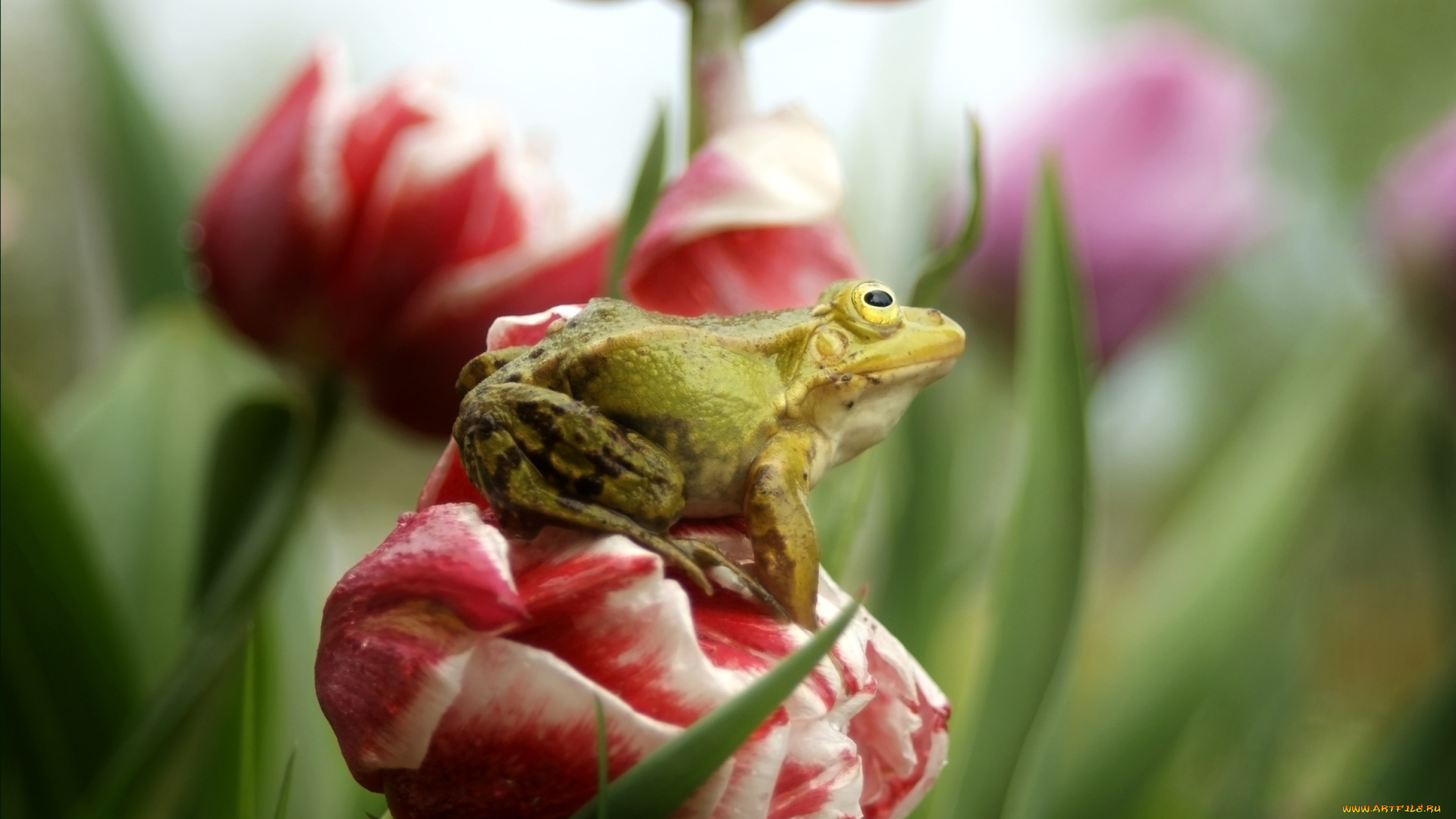 животные, лягушки, цветок