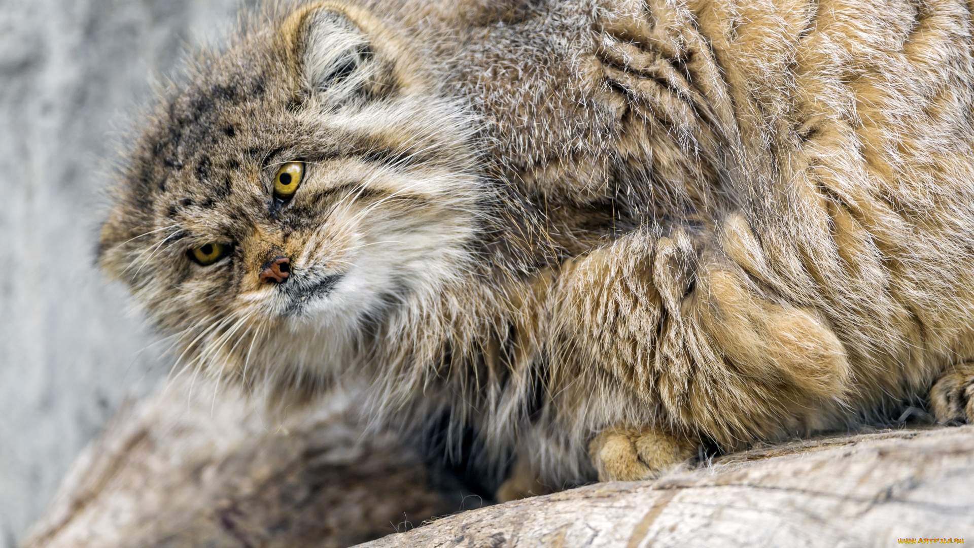 животные, манулы, злой