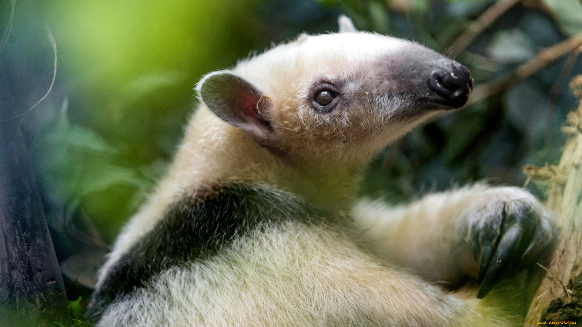 животные, муравьеды, малыш