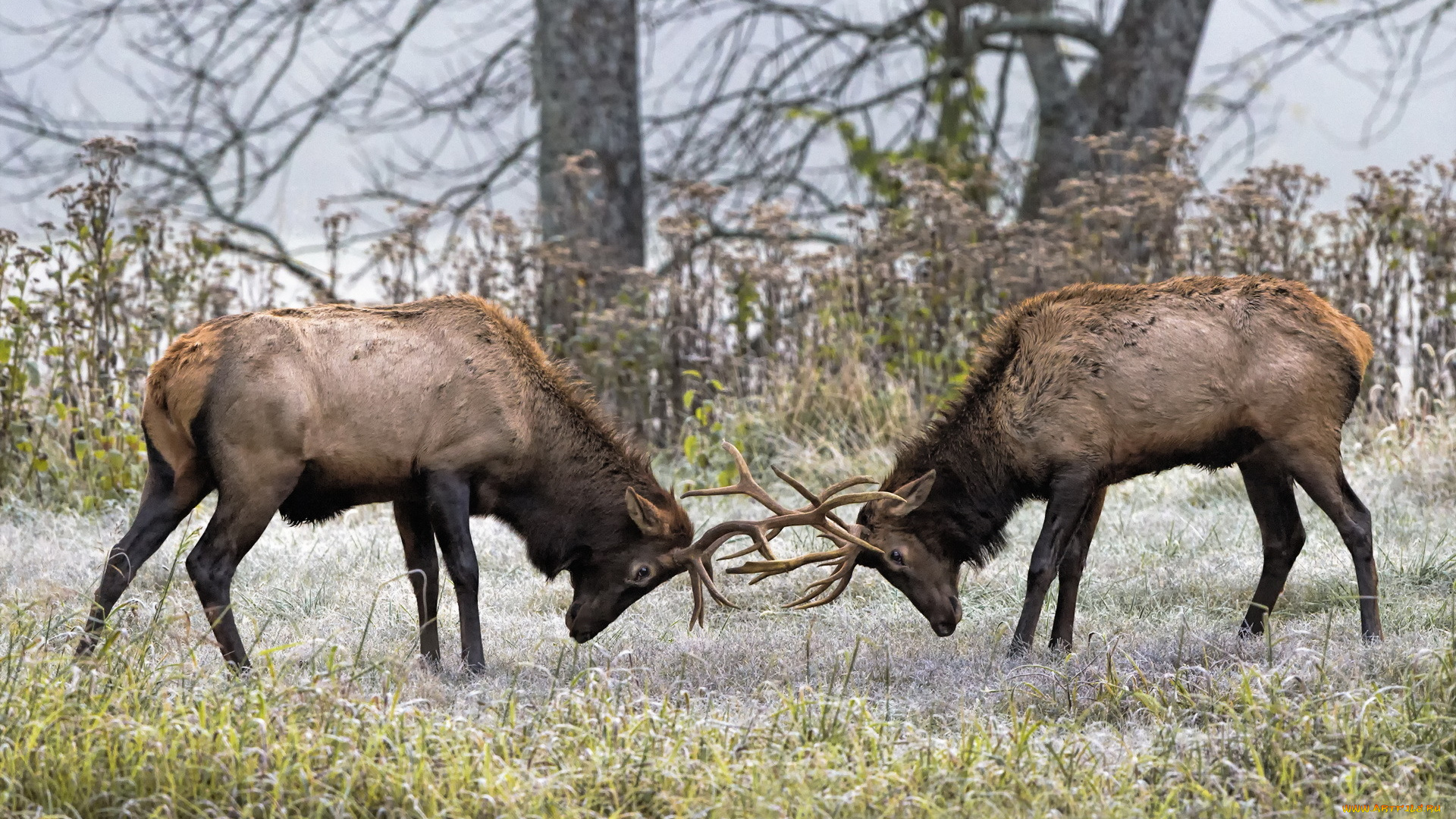 животные, олени, борьба