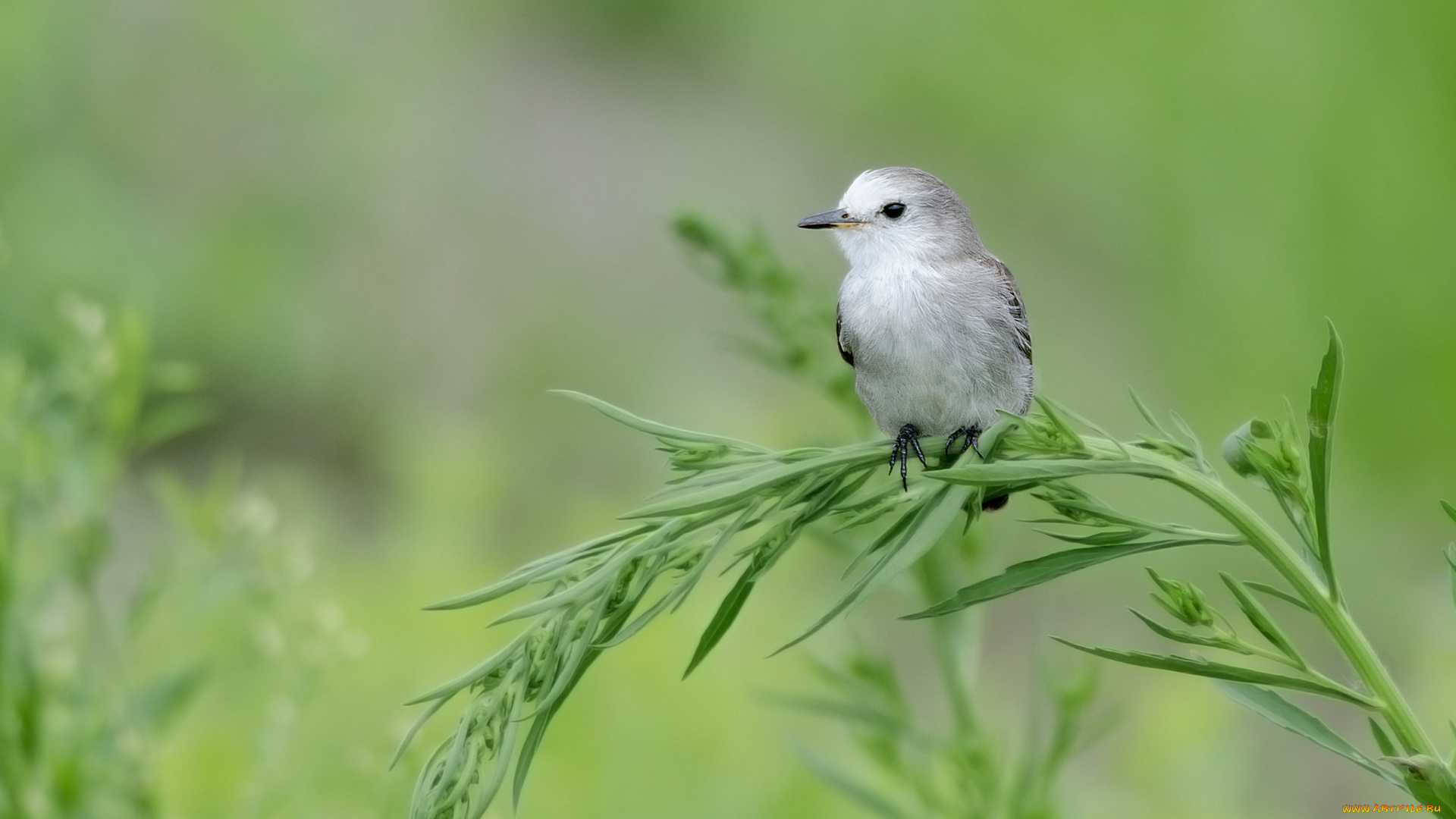 животные, птицы, фон, птица, трава