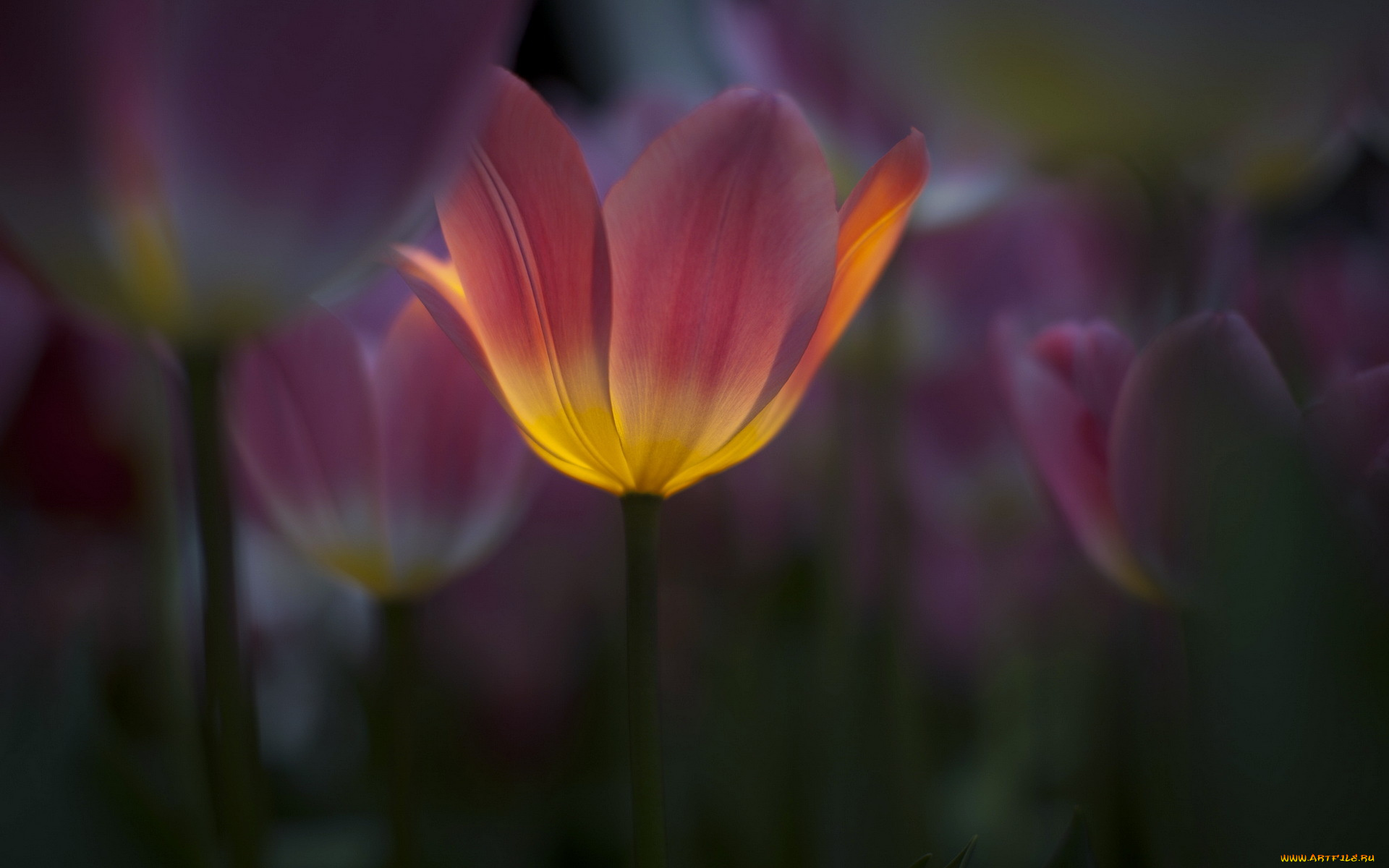 цветы, тюльпаны, лепестки