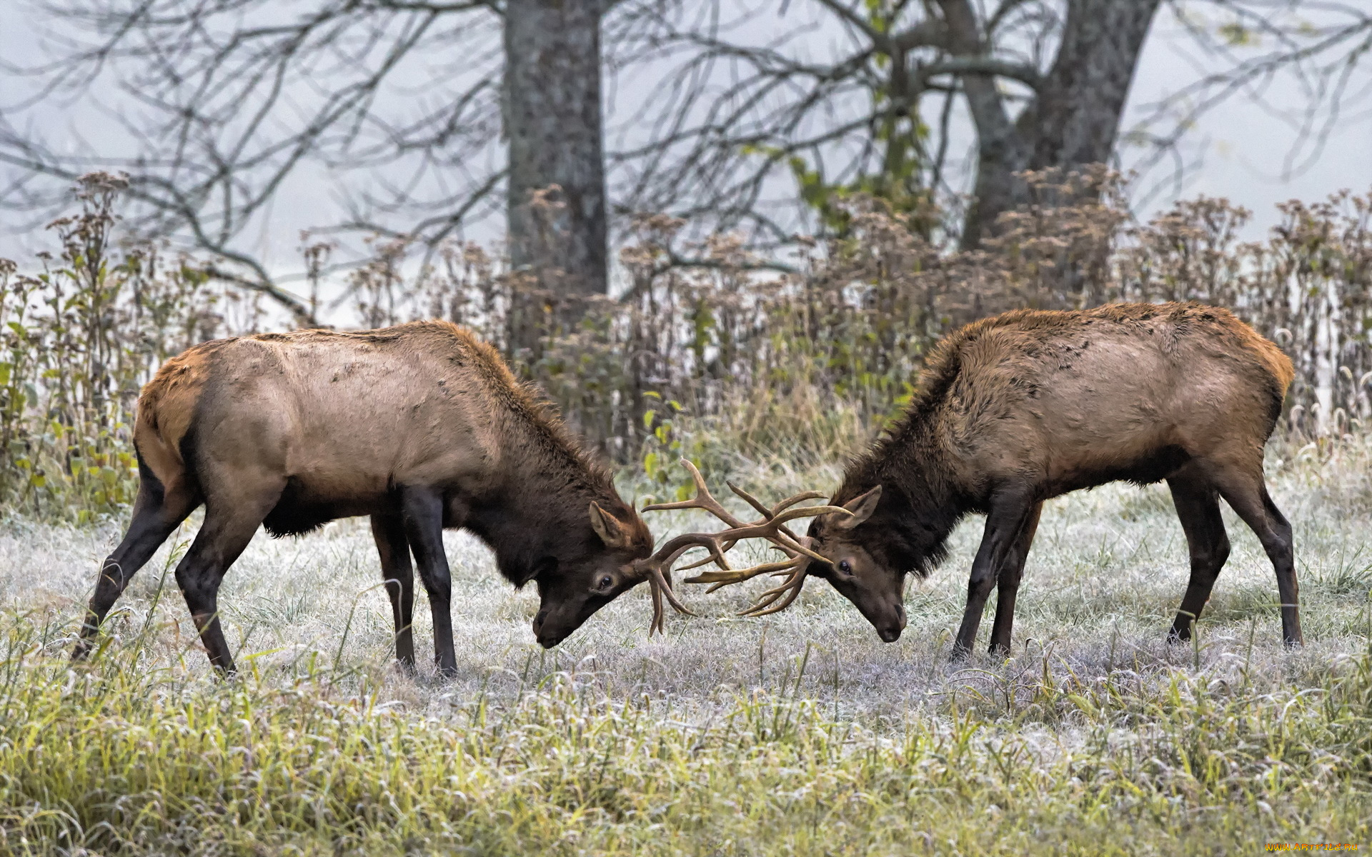 животные, олени, борьба