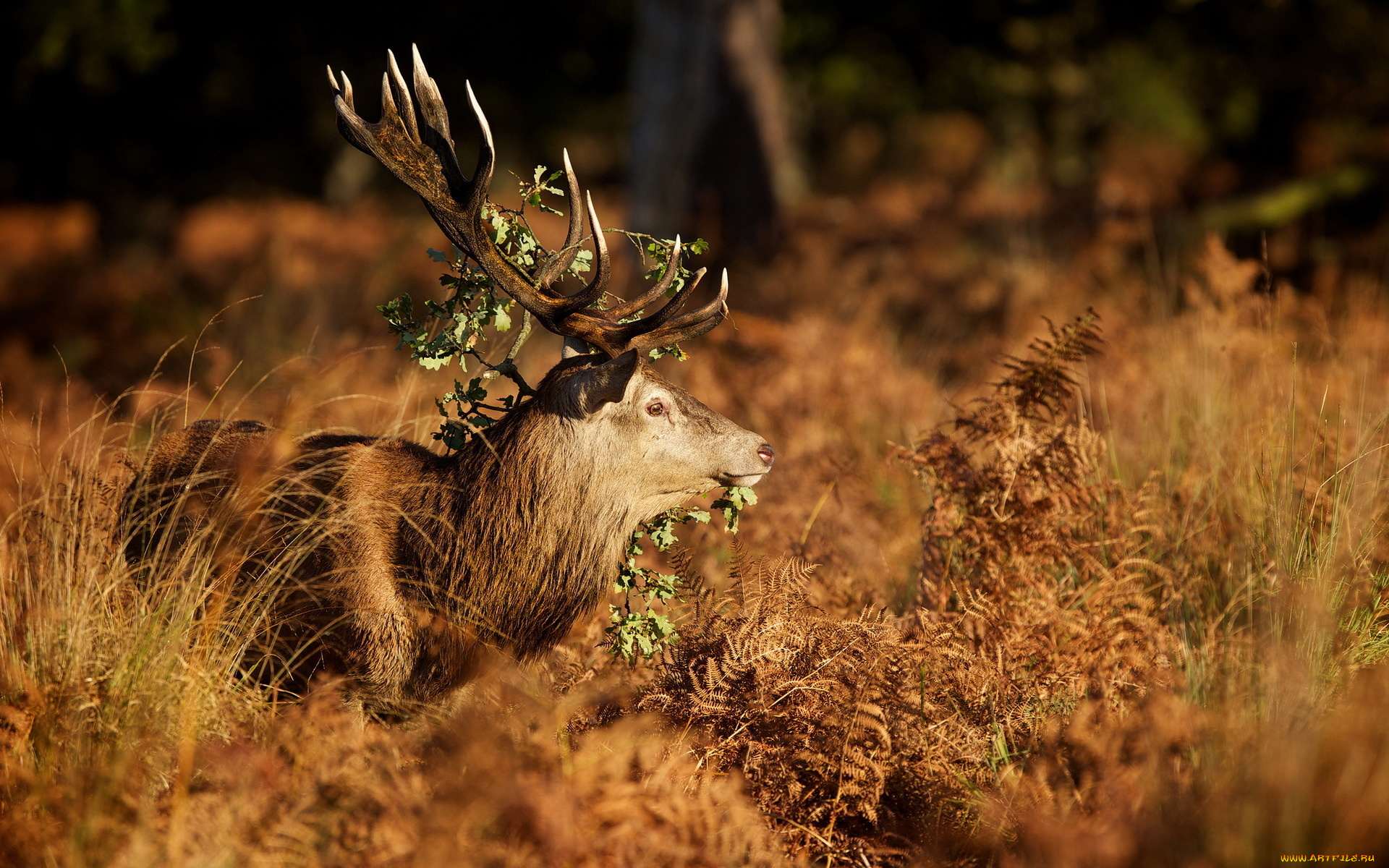 животные, олени, осень, рога